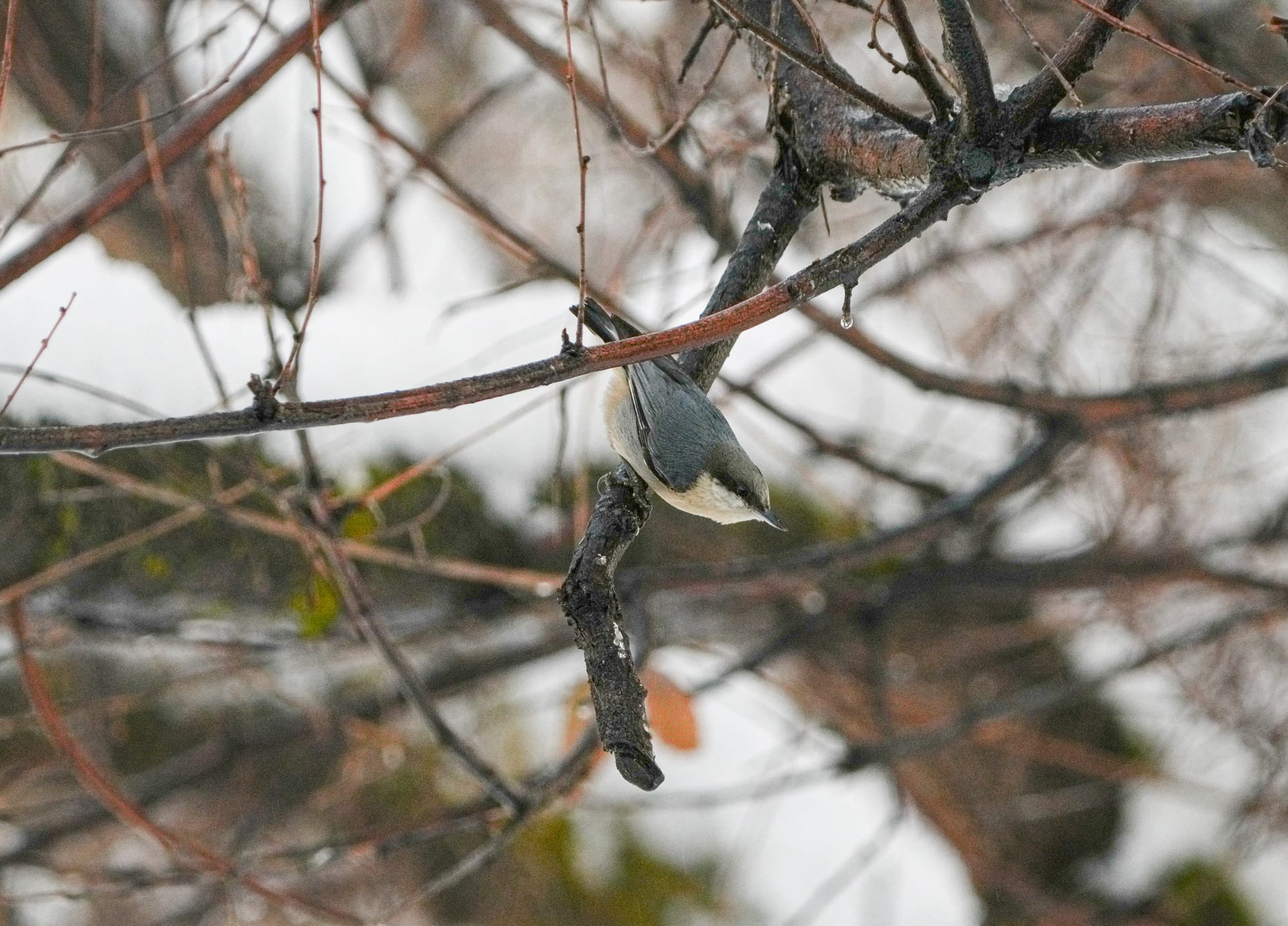 pygmy nuthatch