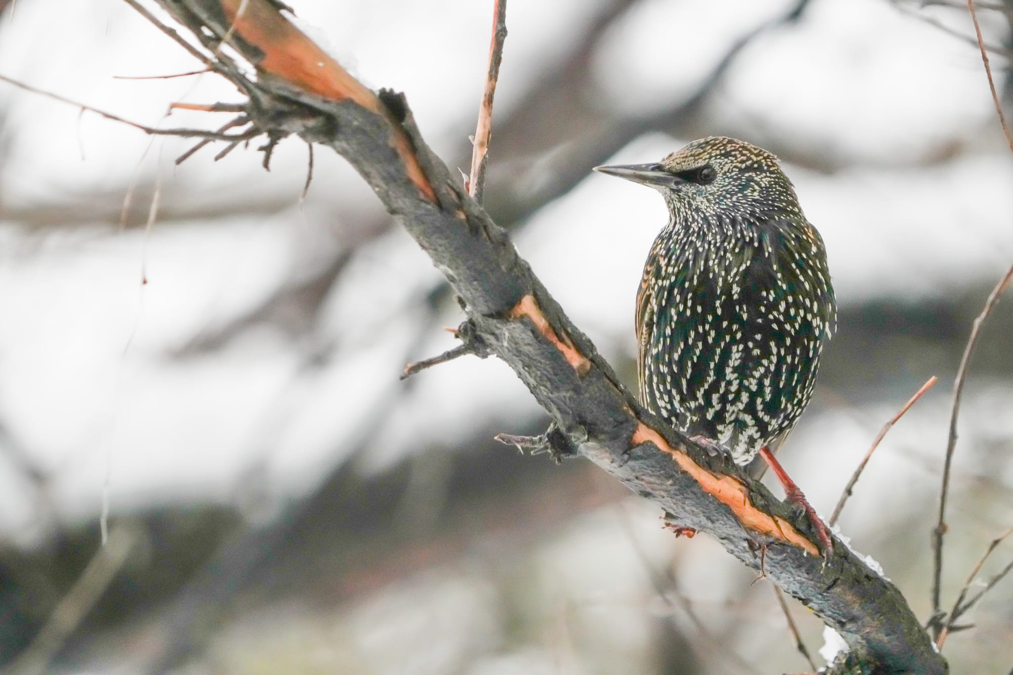 European starling