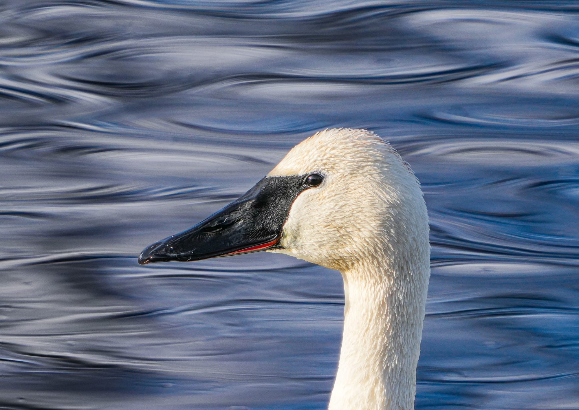 trumpeter swan