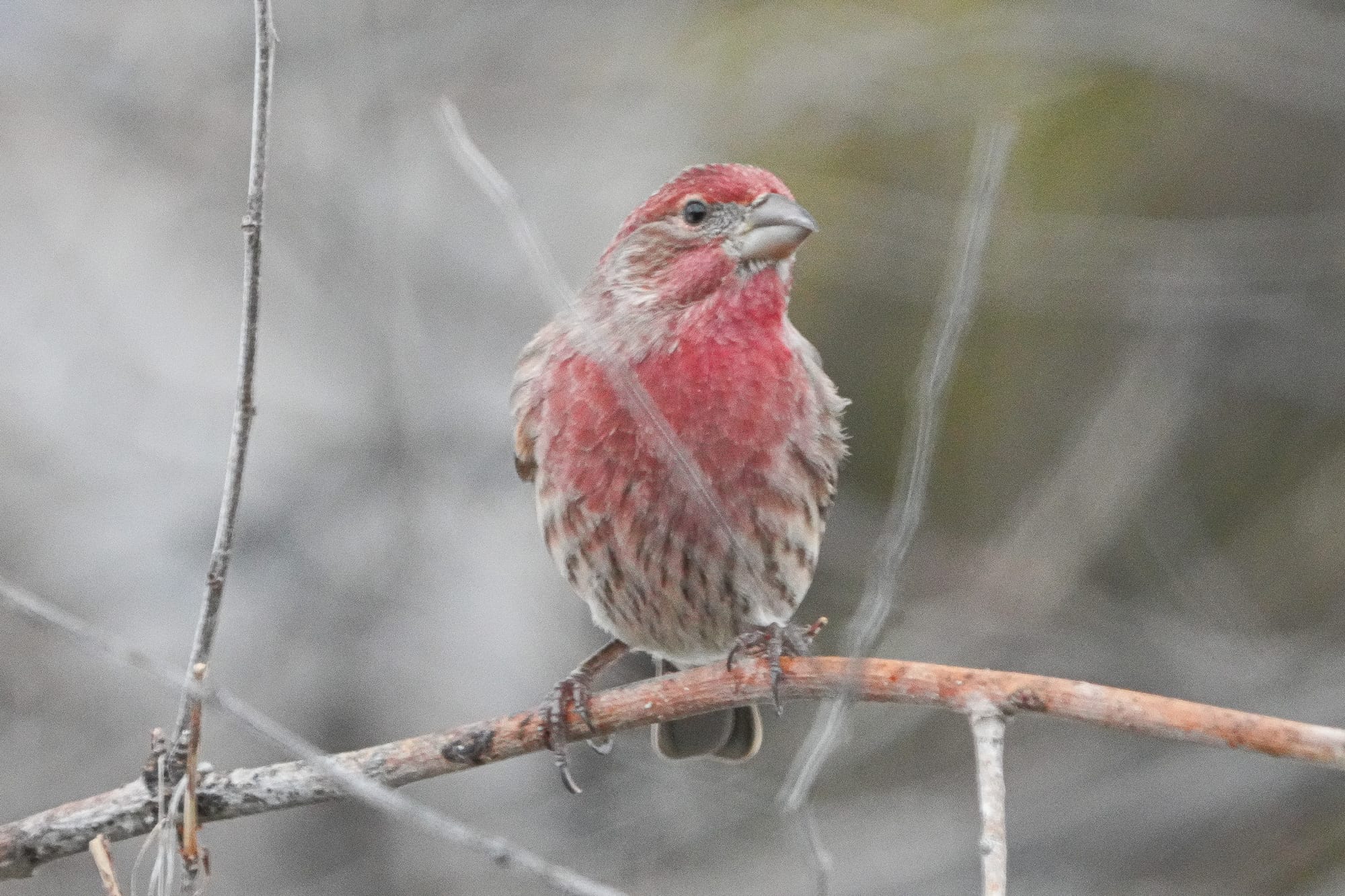 male house finch