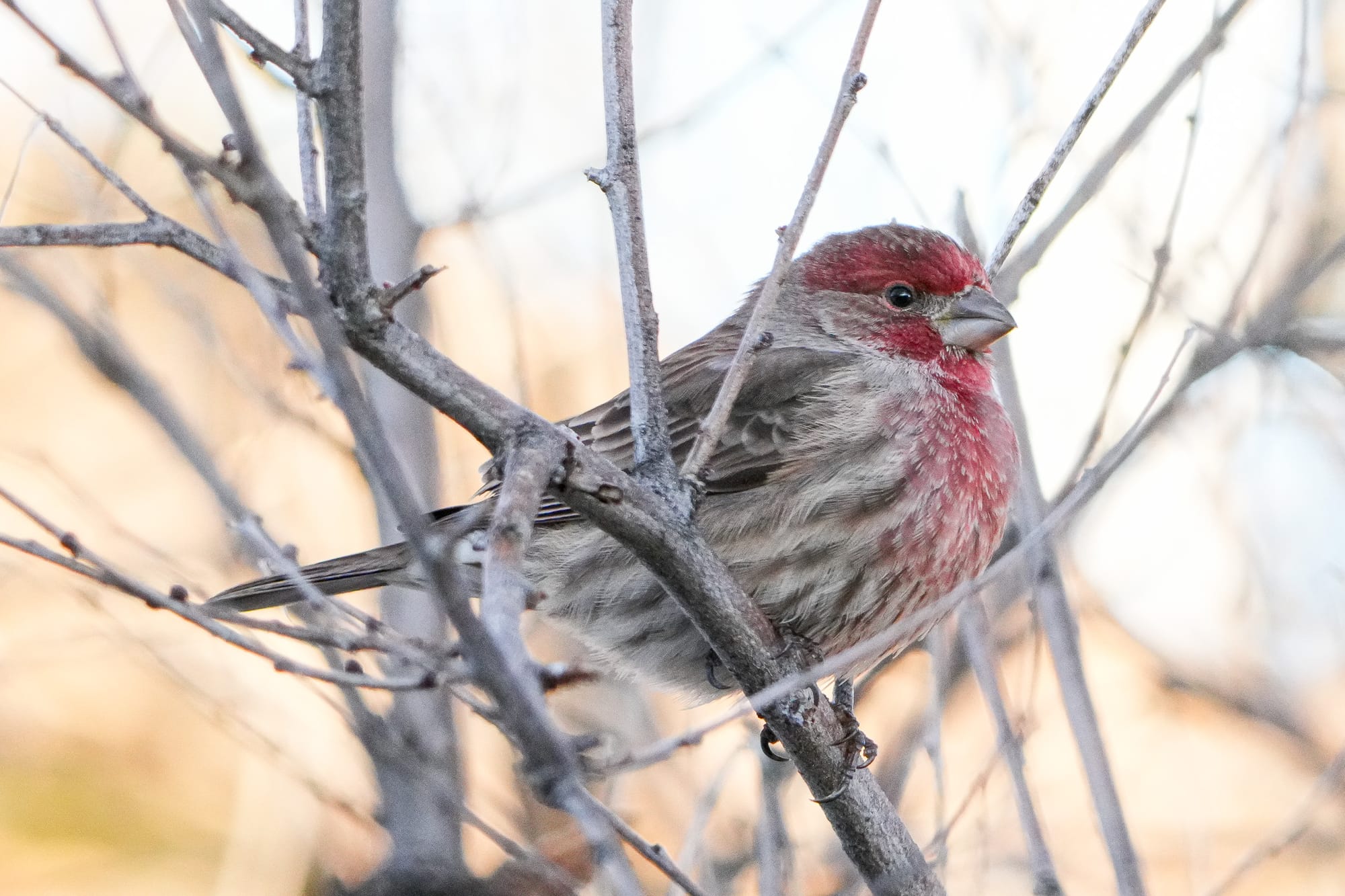 house finch