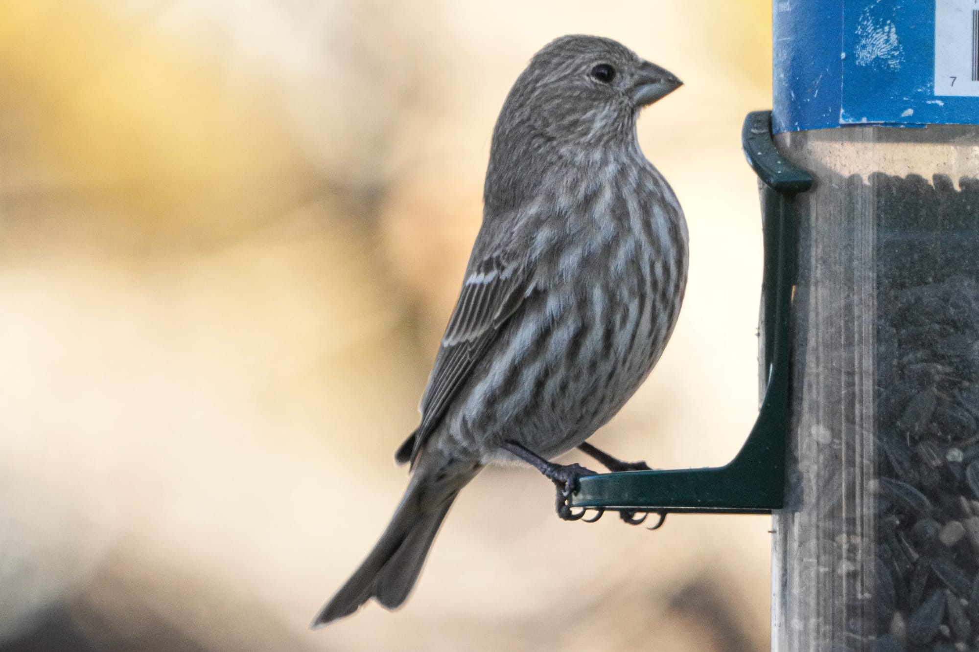 female house finch