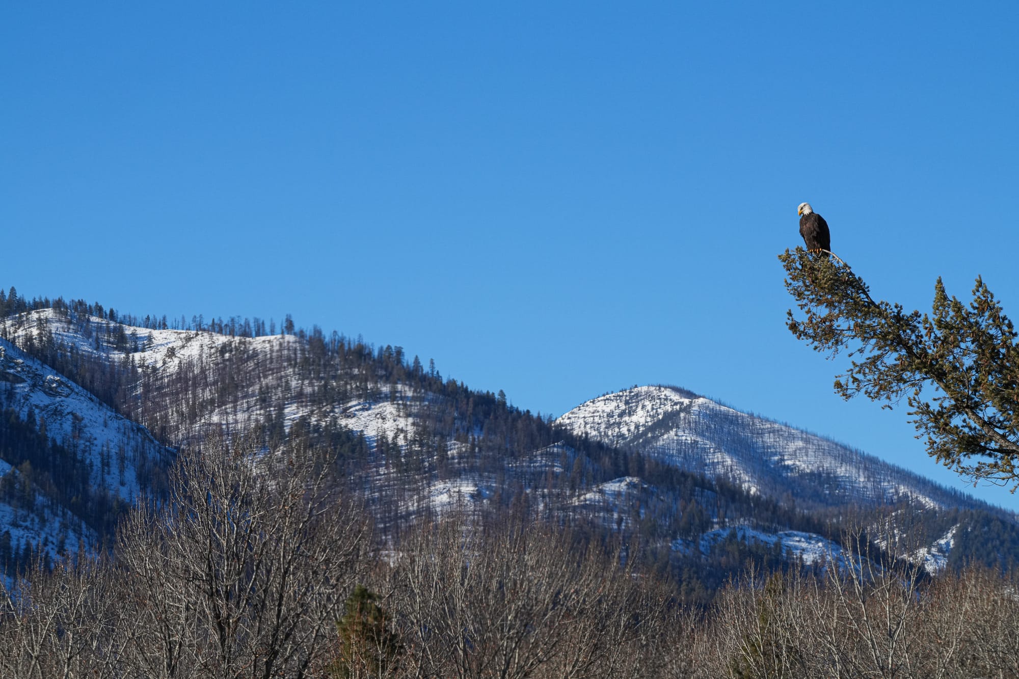 bald eagle perched