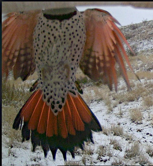 northern flicker