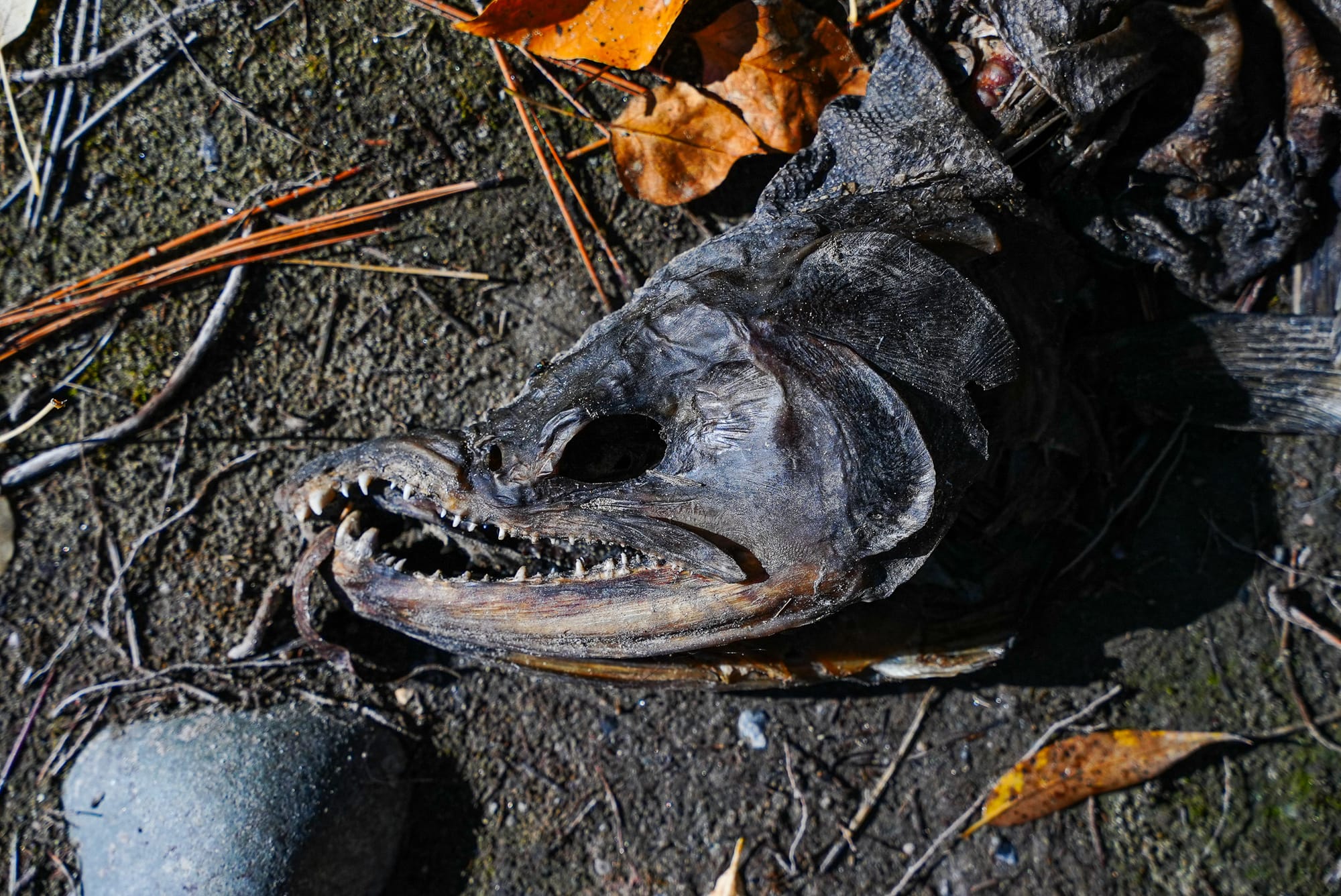 dead salmon