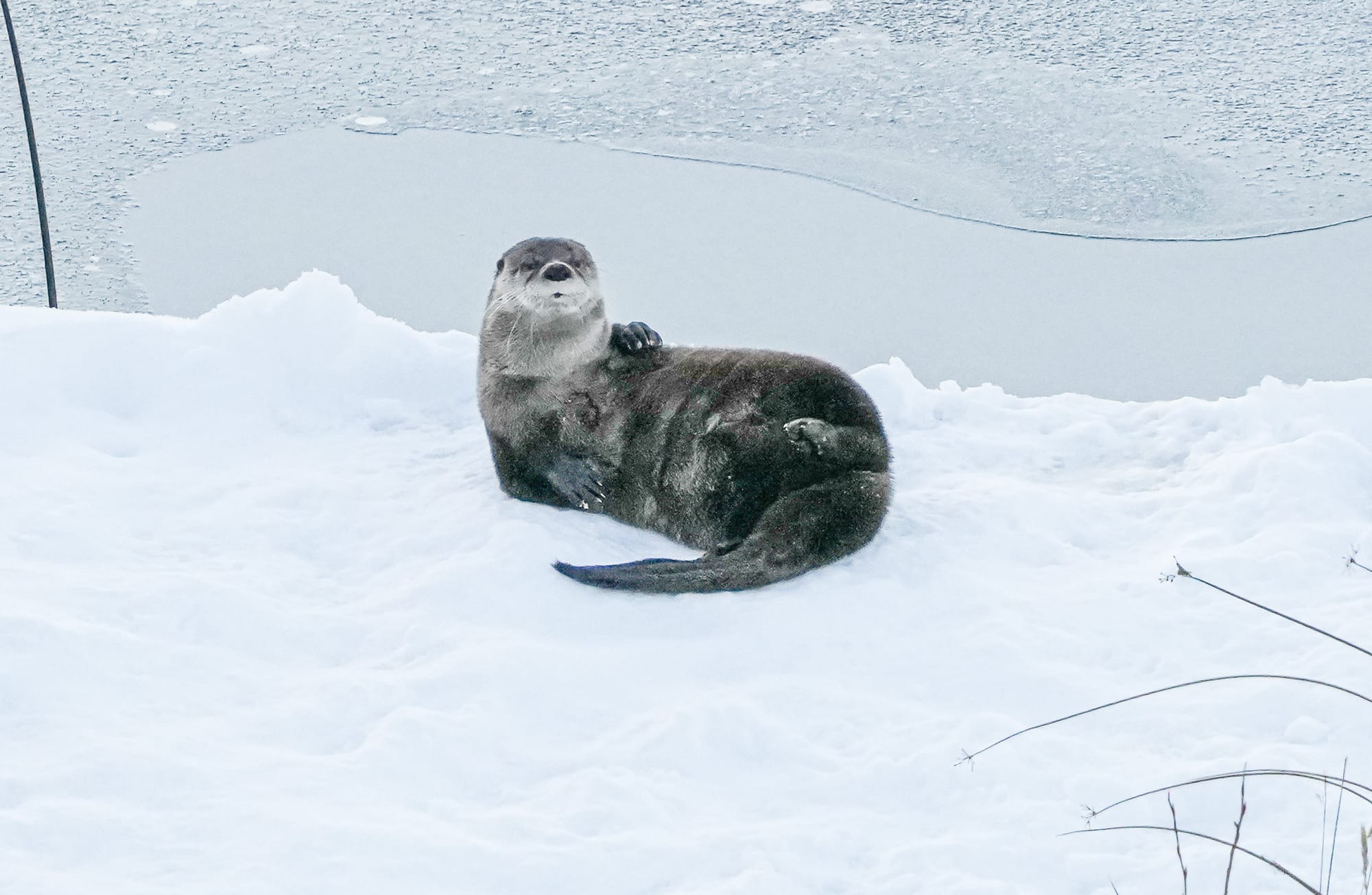 river otter on snow