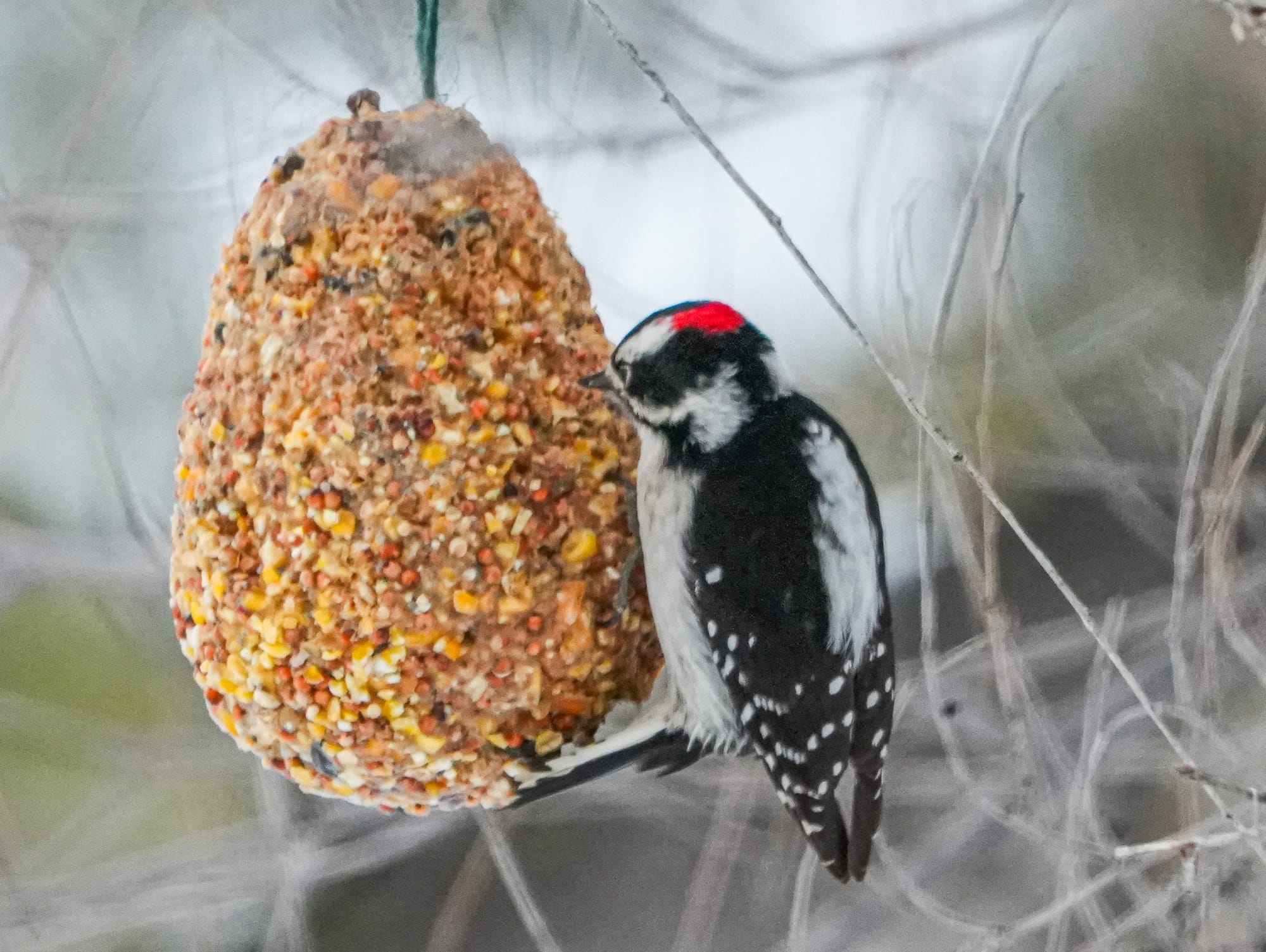 downy woodpecker