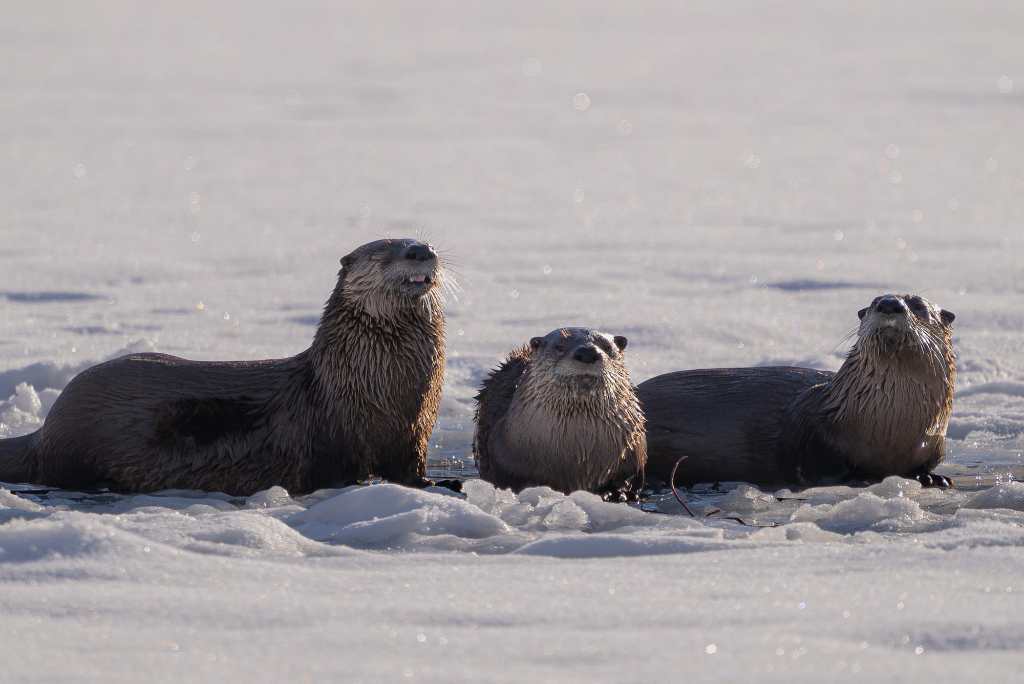 otters