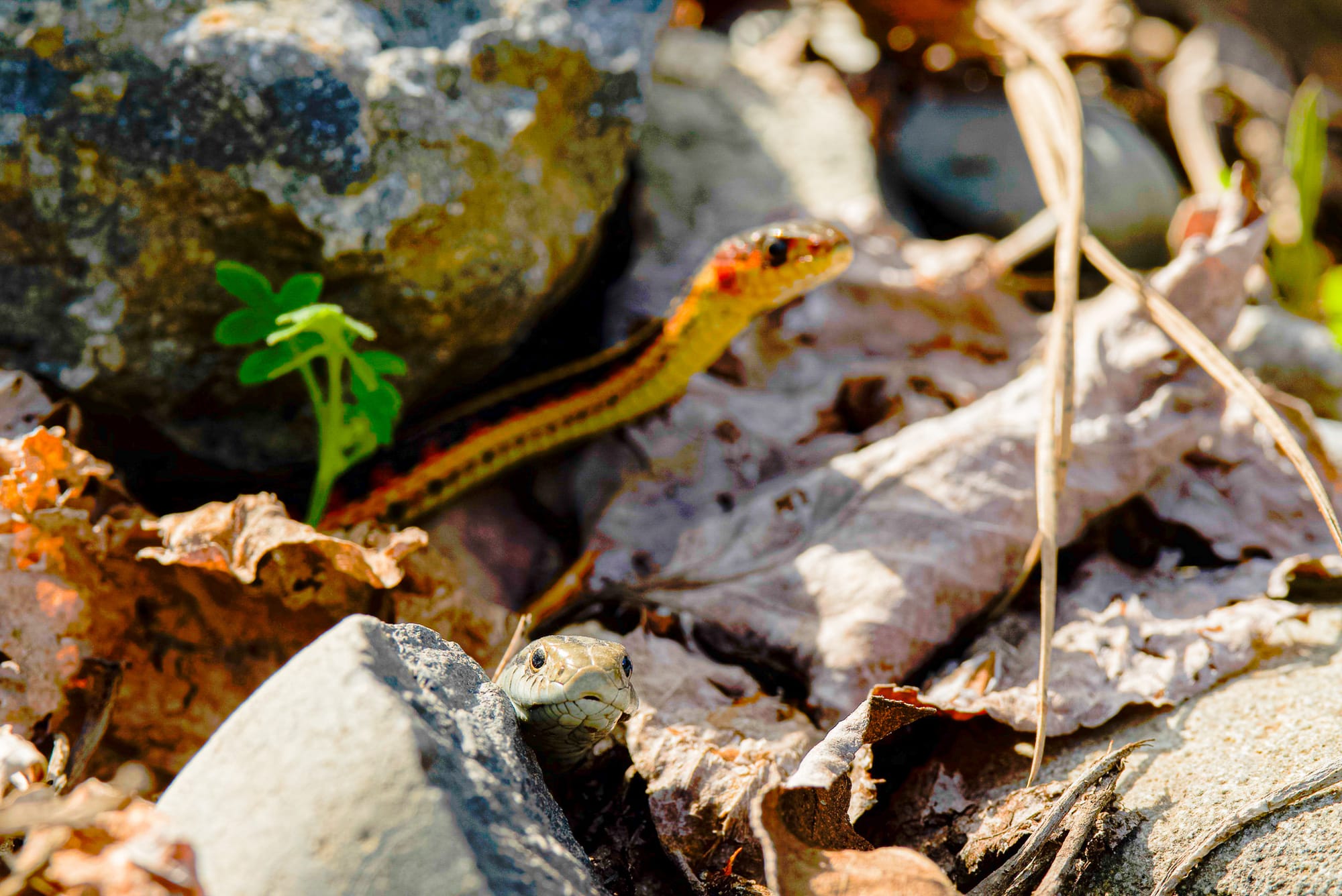 garter snakes