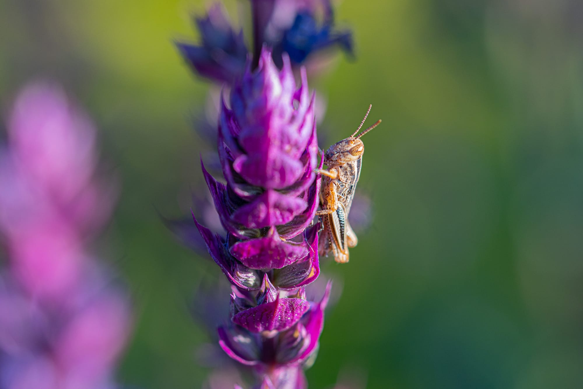 baby grasshoppers