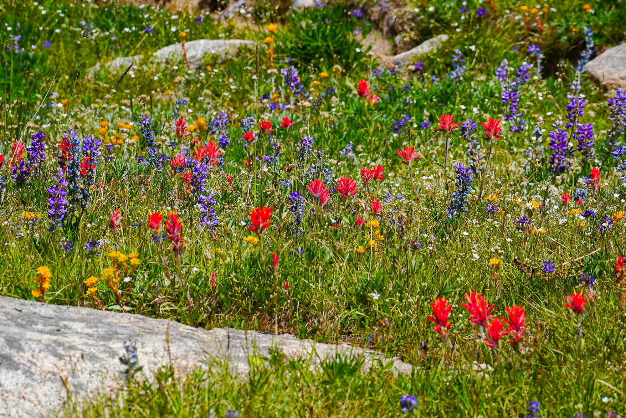 mountain flowers