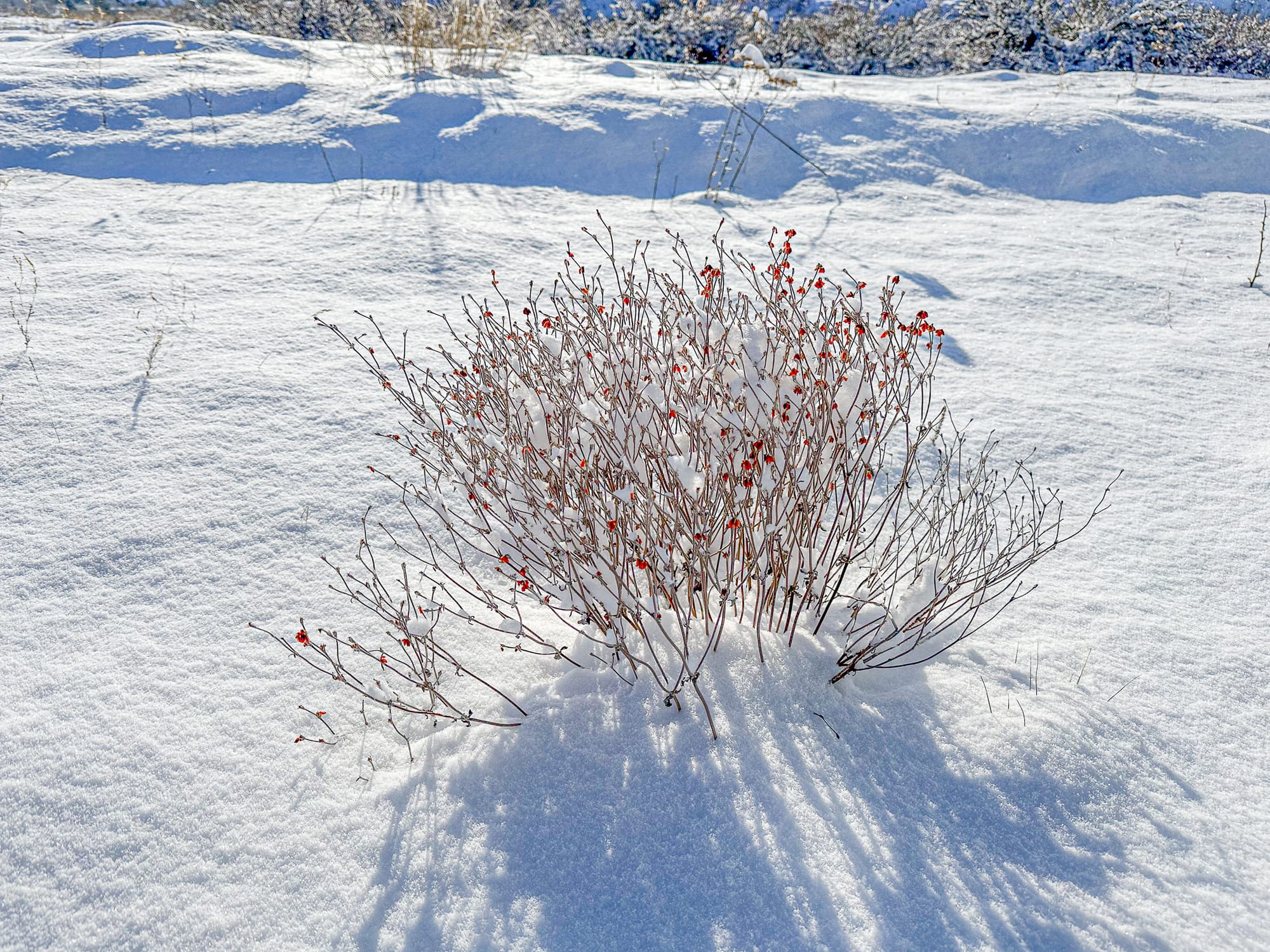 snow on ground