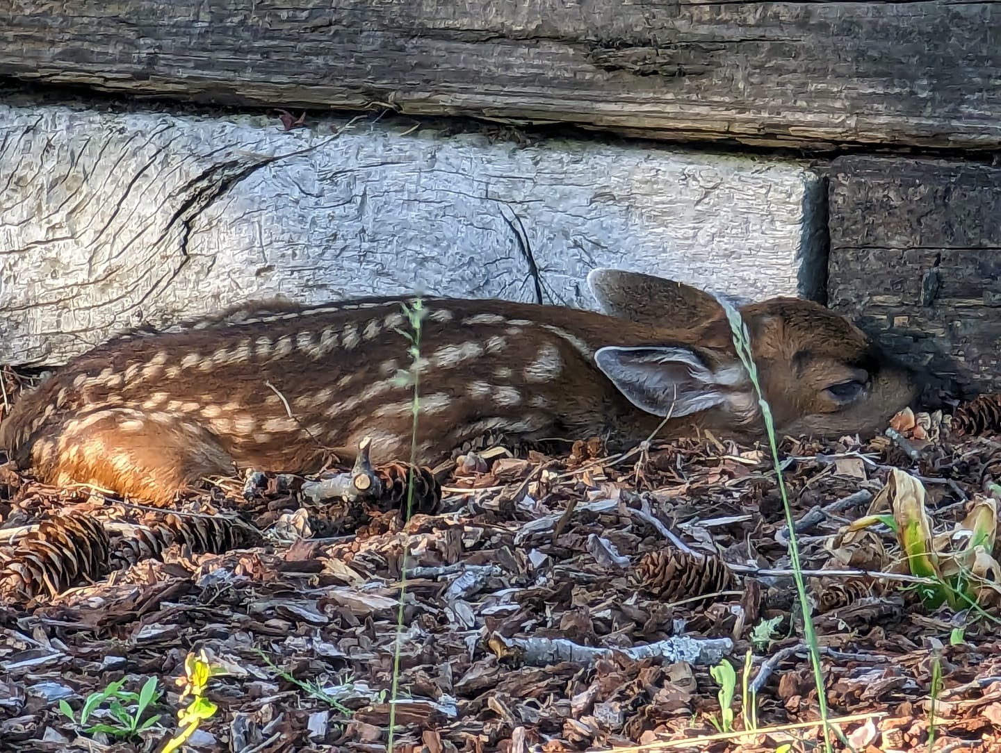 fawn