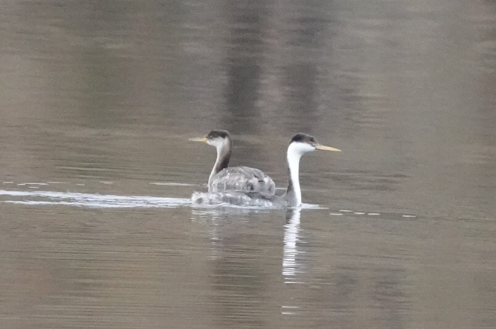 two grebes