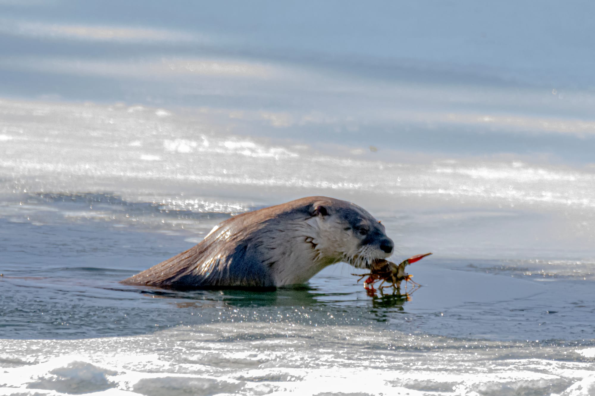 river otter eating a crayfish