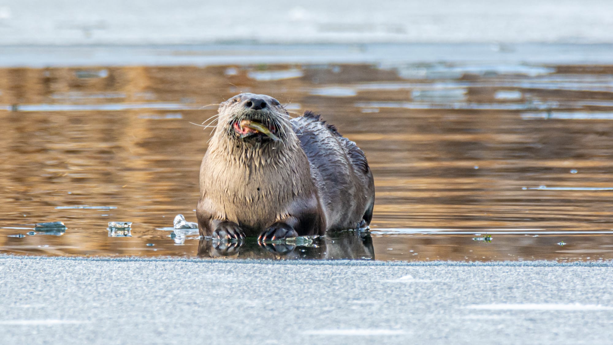 river otter eating