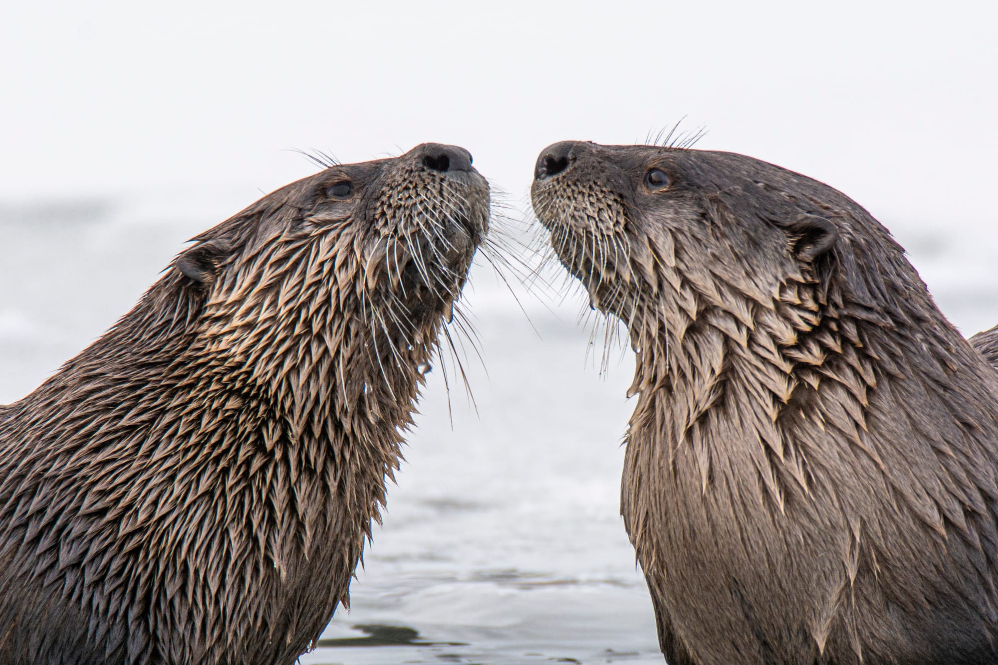 River otters