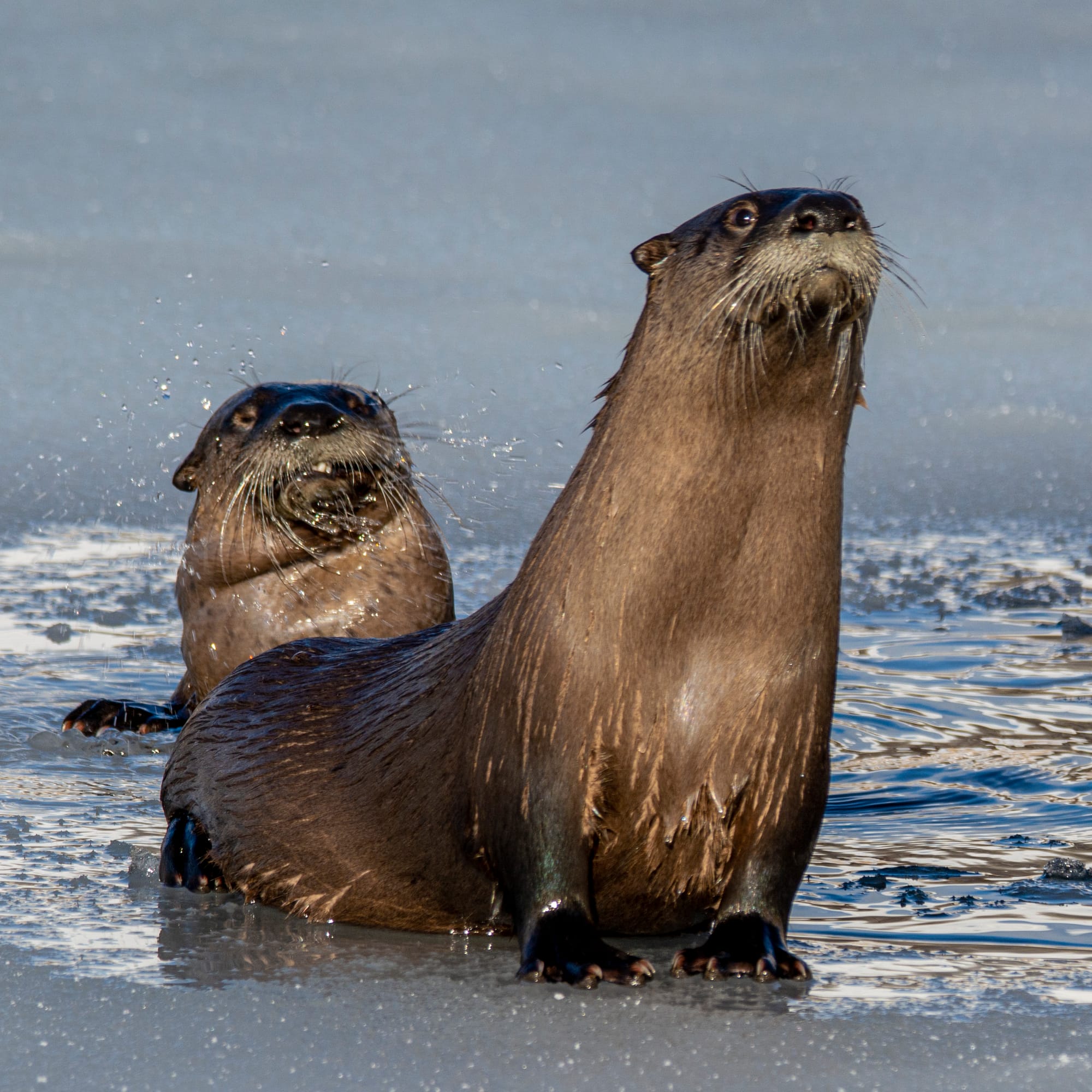 river otters