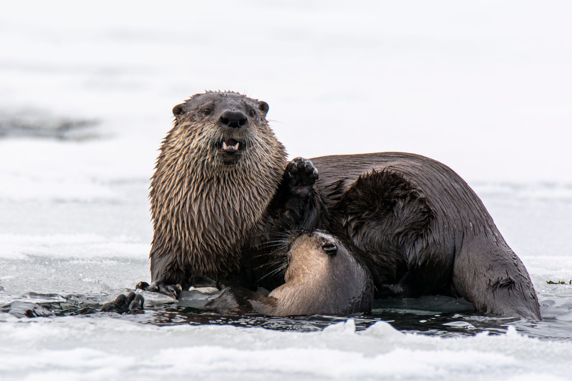 river otters