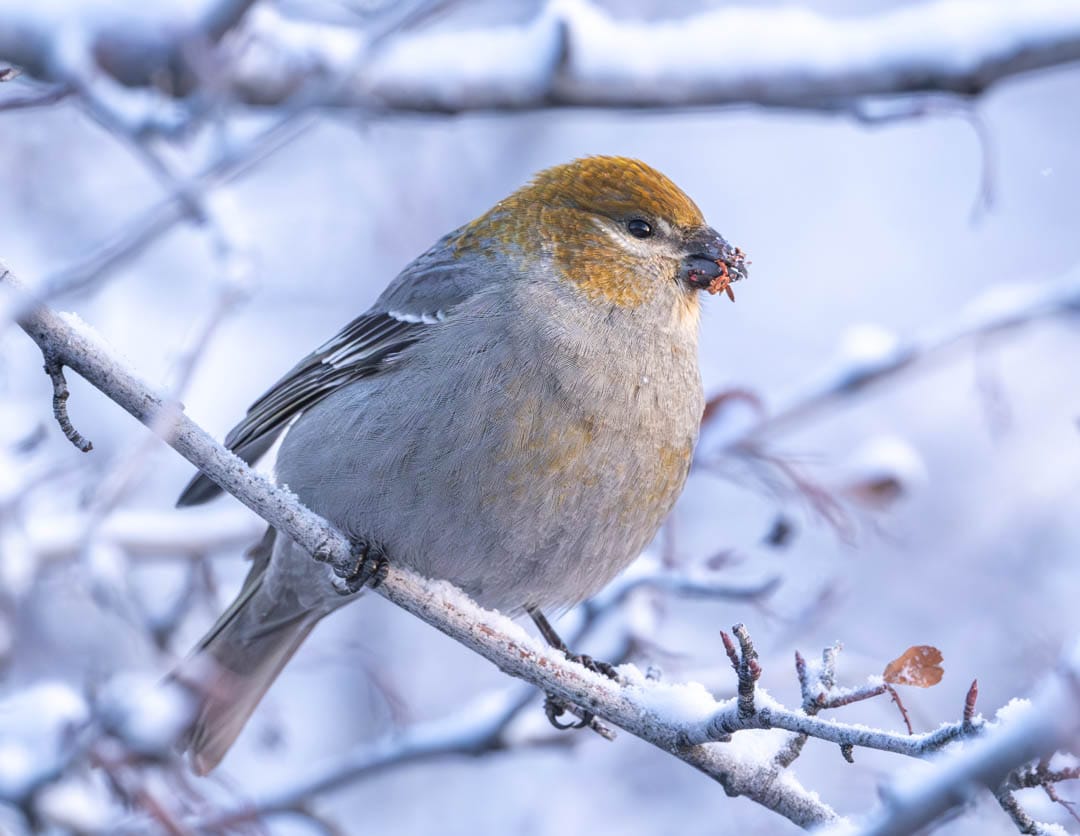 pine grosbeak