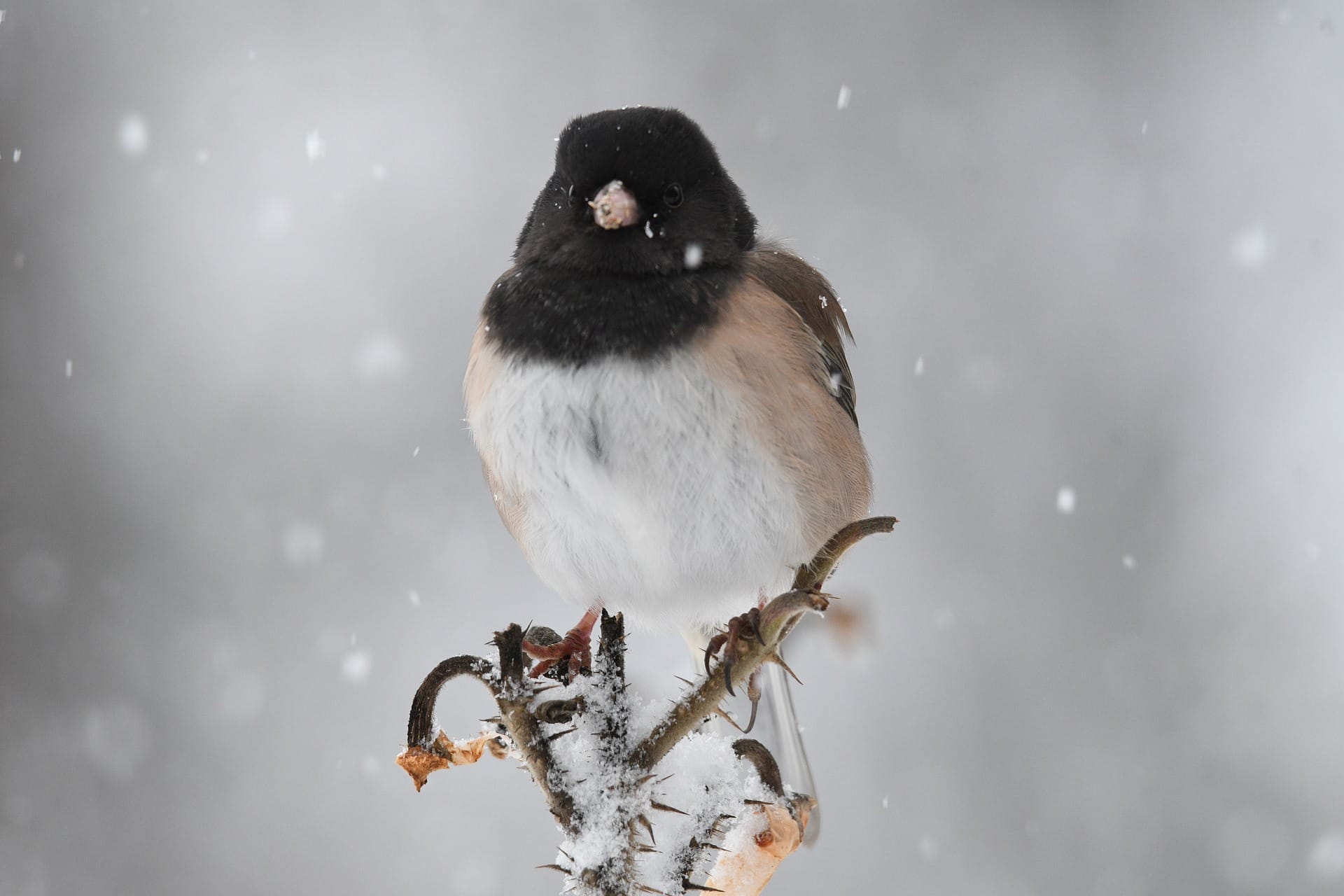 dark-eyed junco