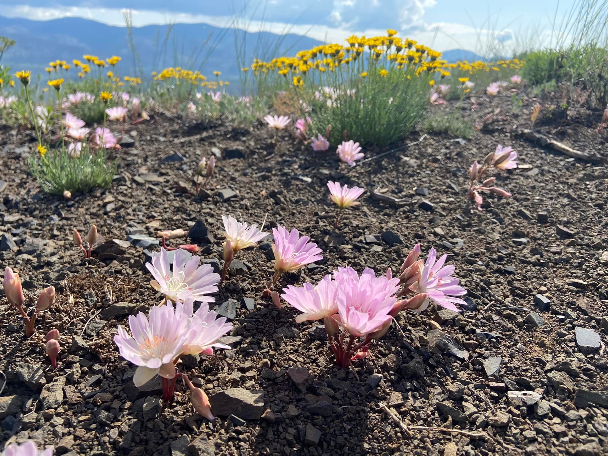 bitterroot flowers