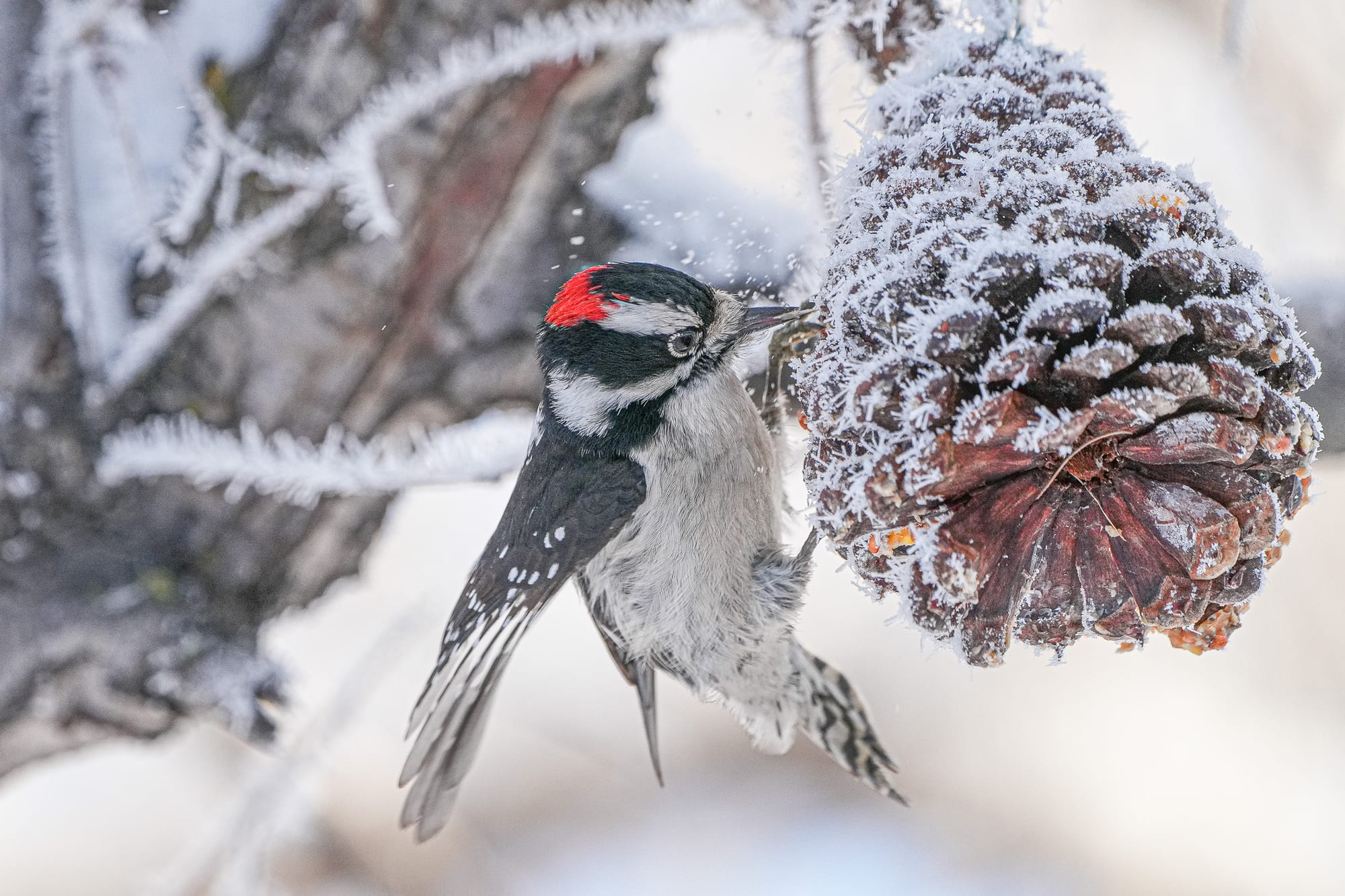 downy woodpecker