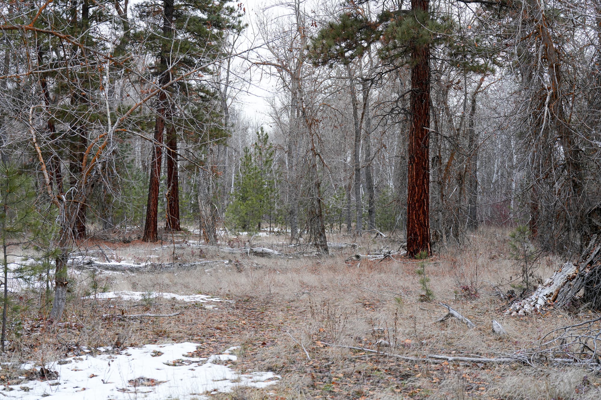 winter forest