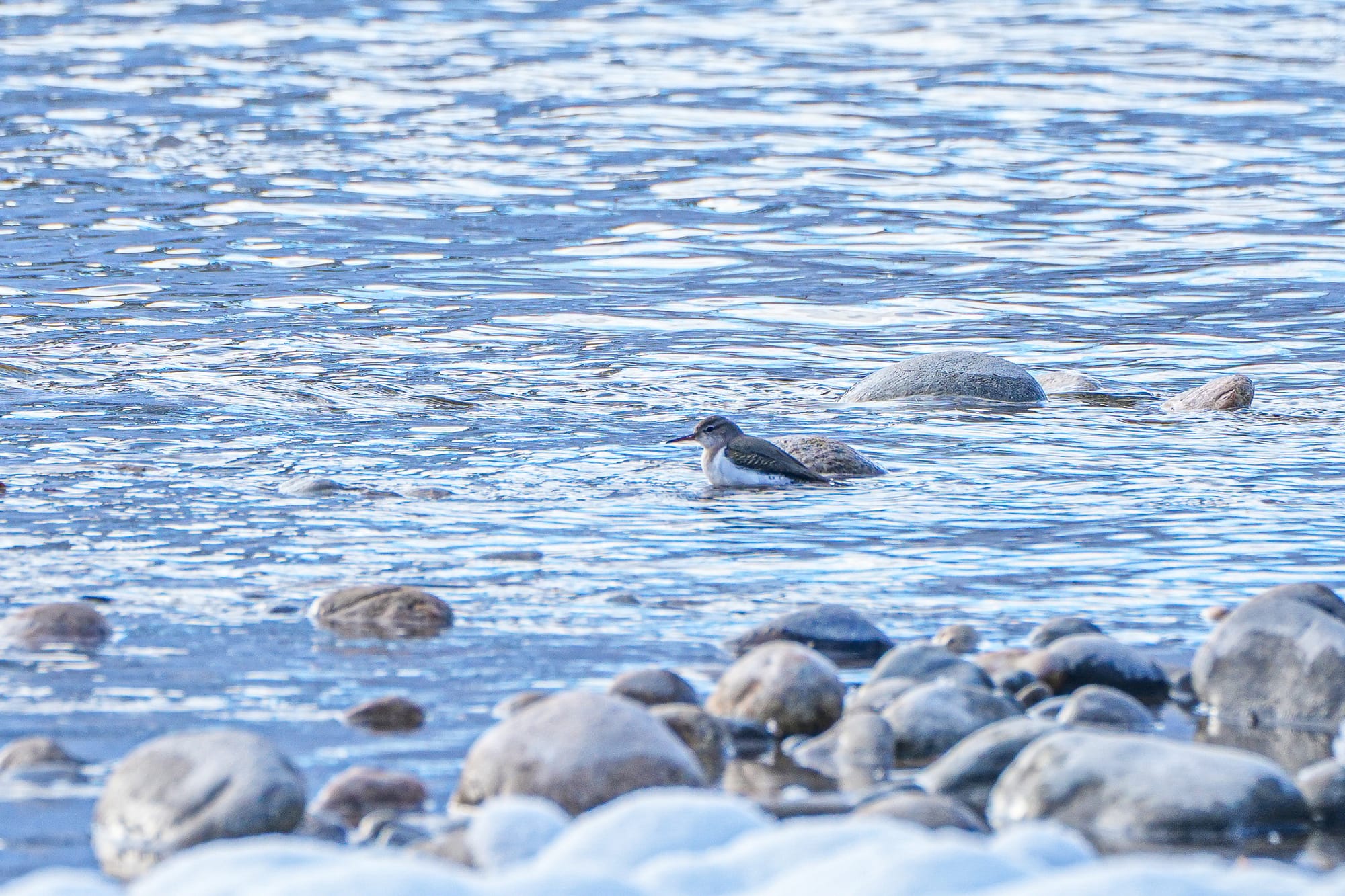 spotted sandpiper