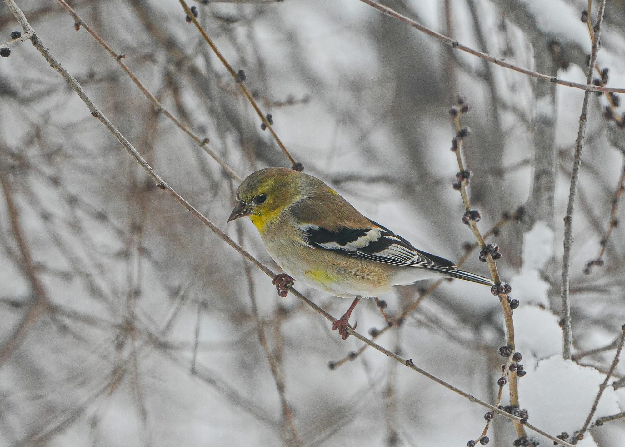 American goldfinch