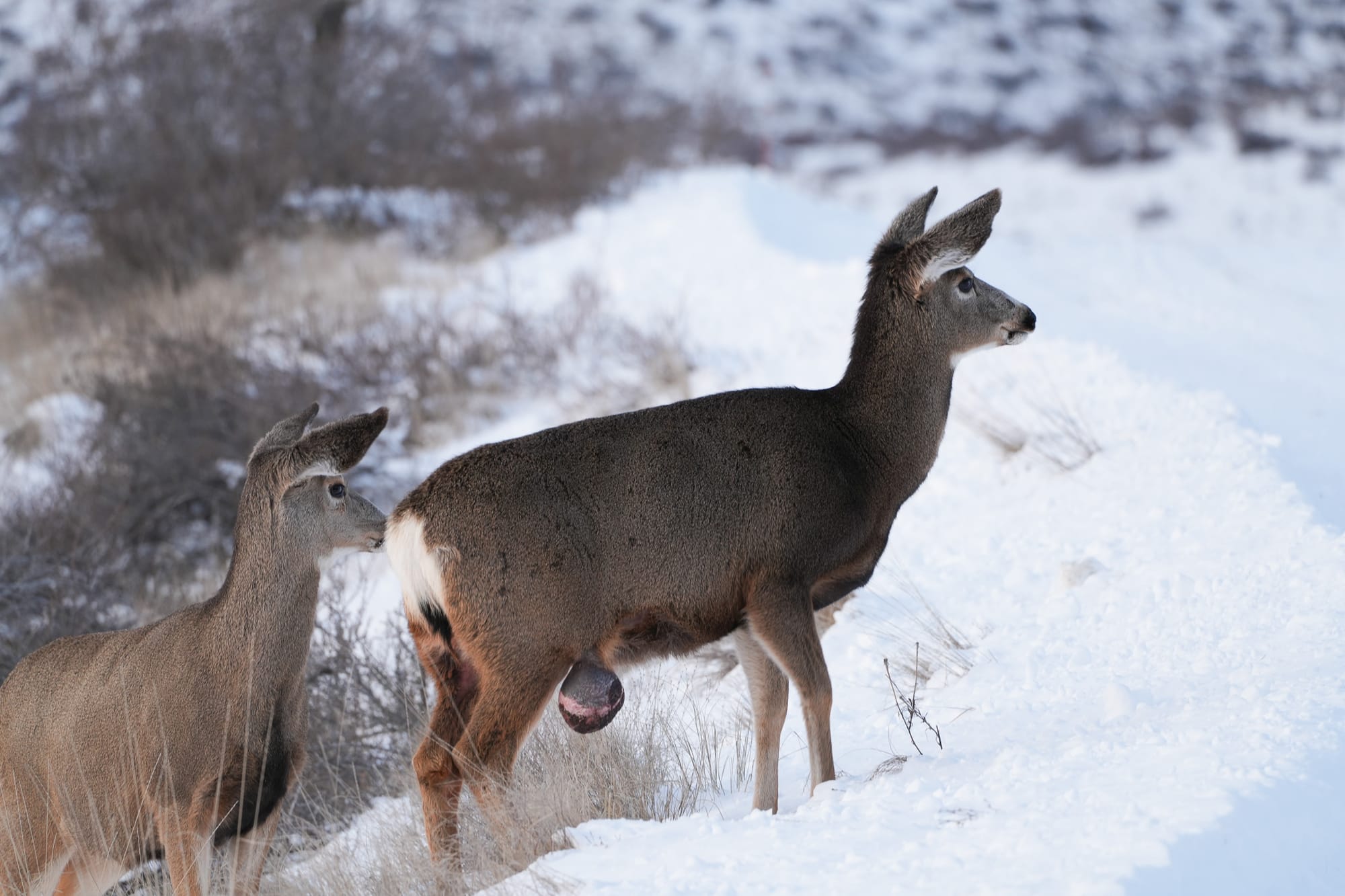 deer with growth