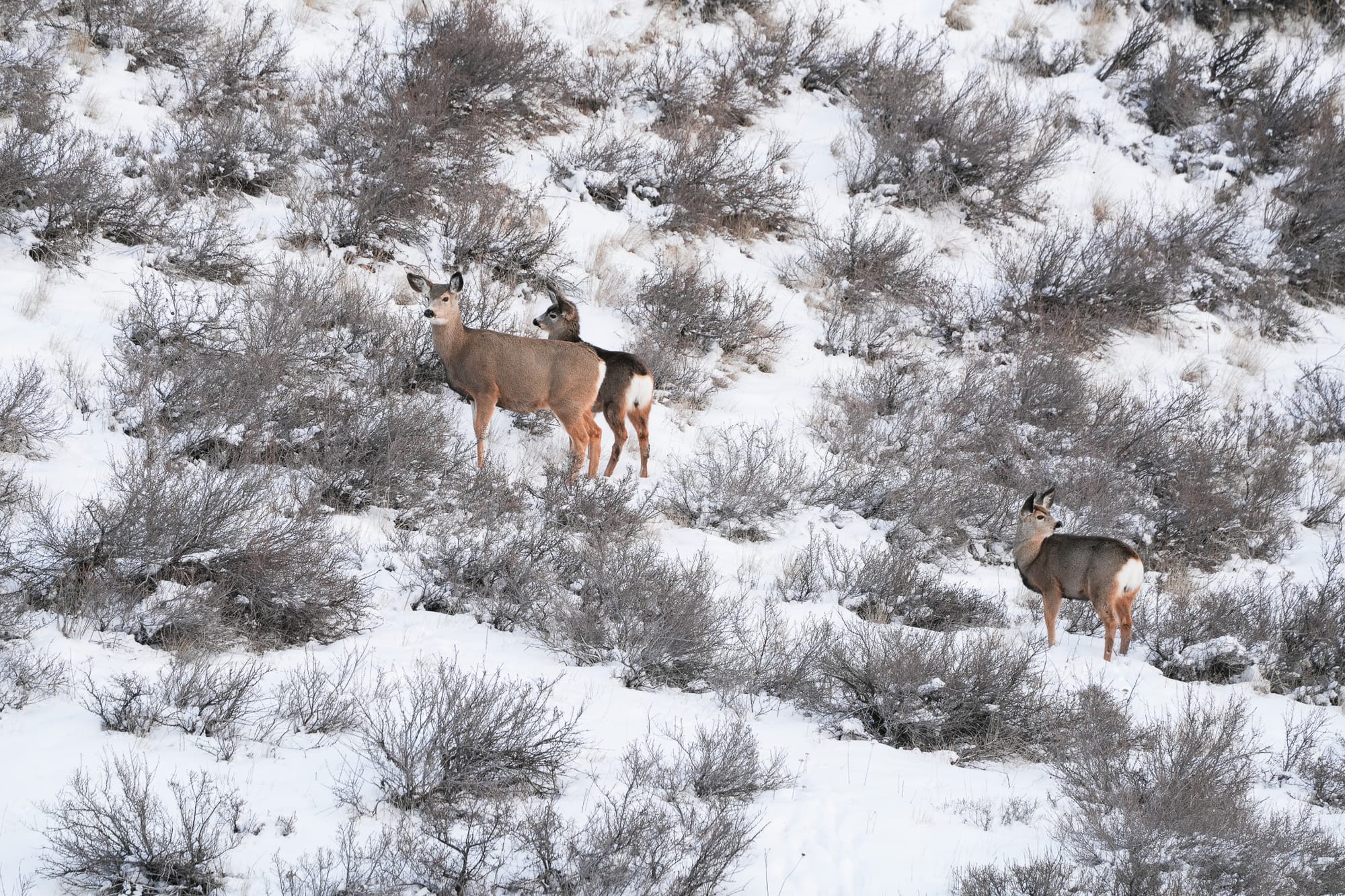 group of deer