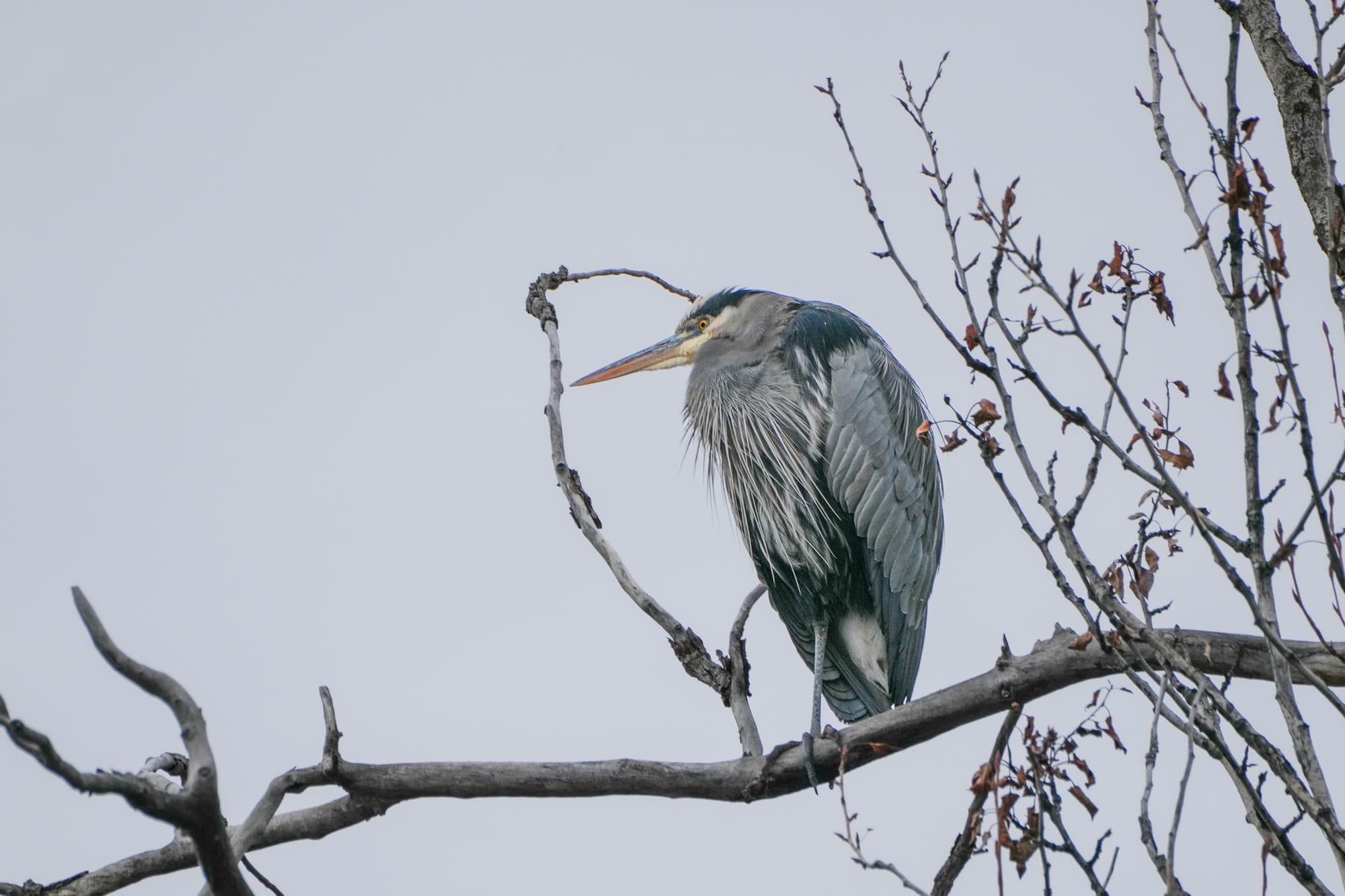 Great blue heron