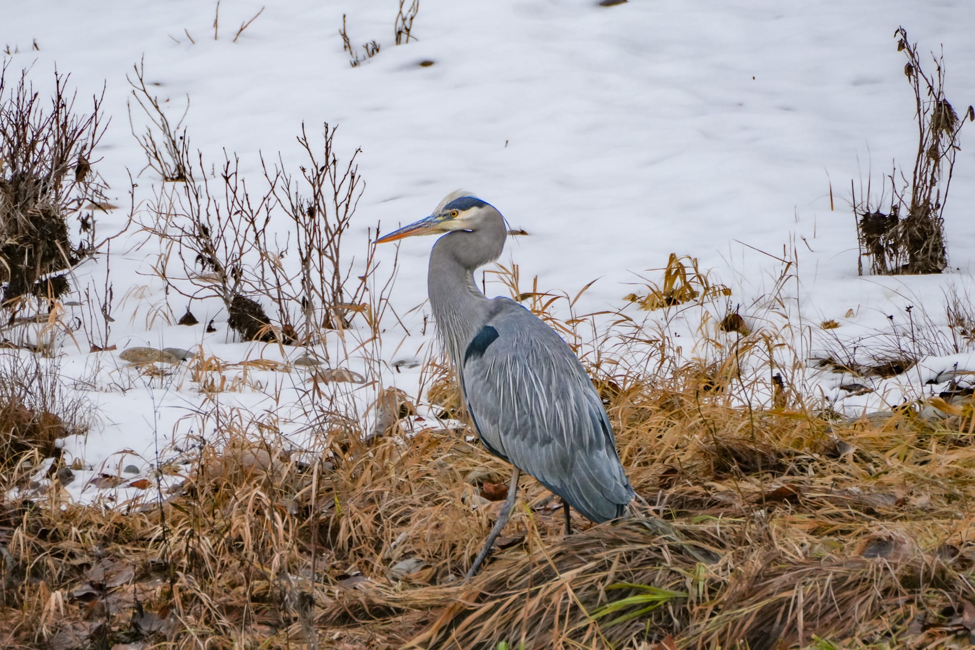 great blue heron