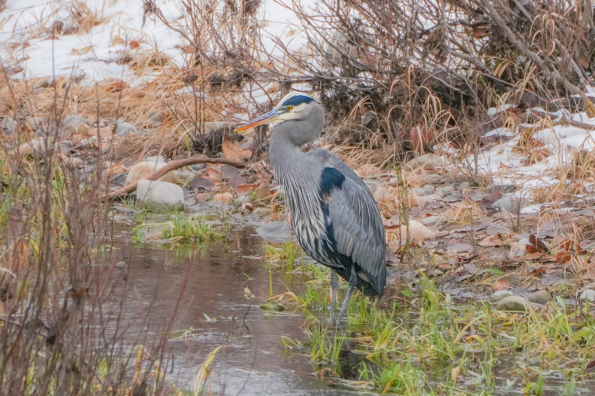 great blue heron