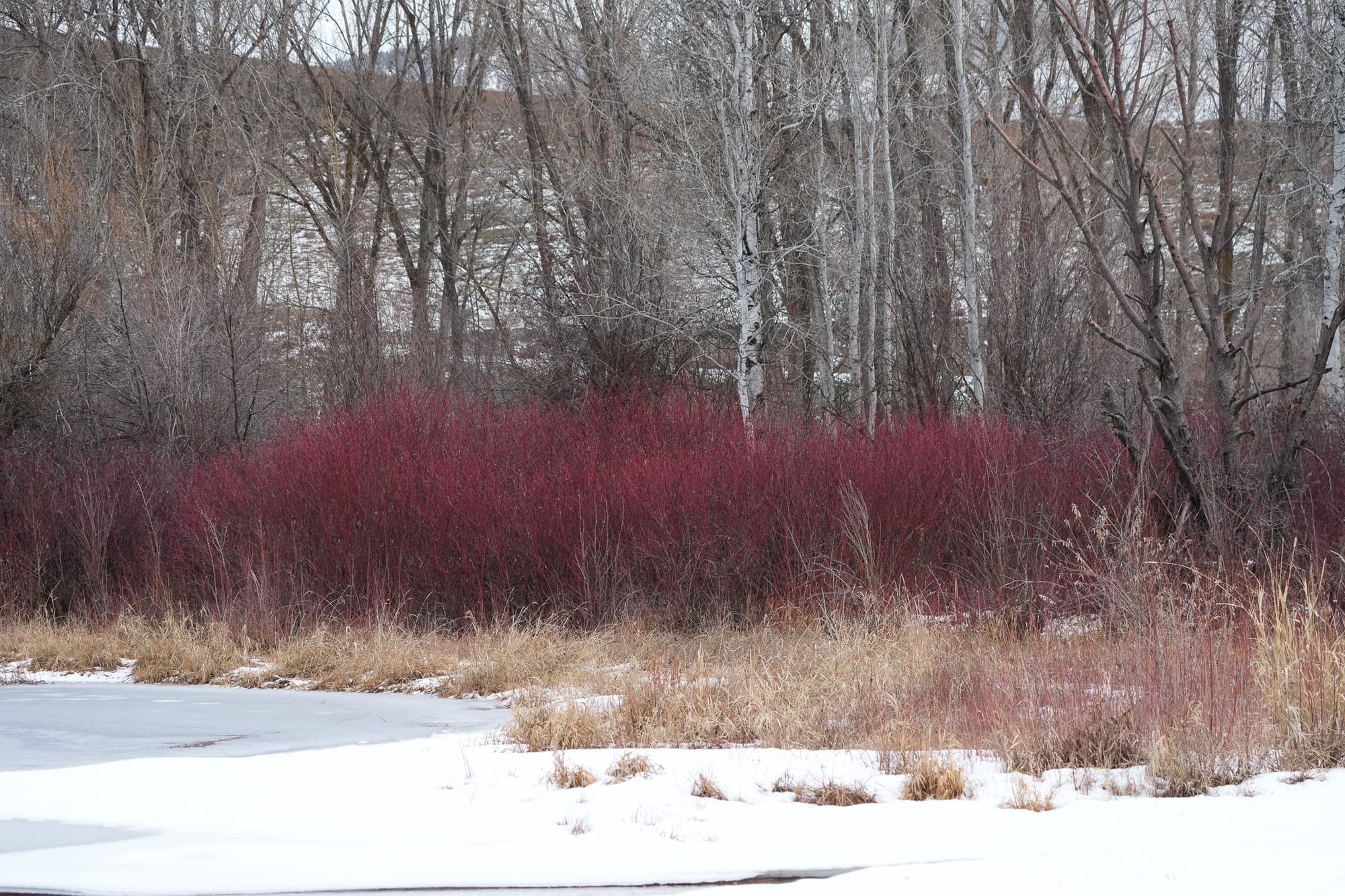 red osier dogwood