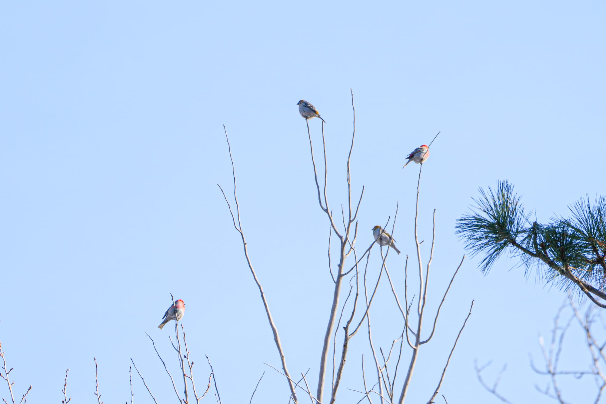 pine grosbeaks