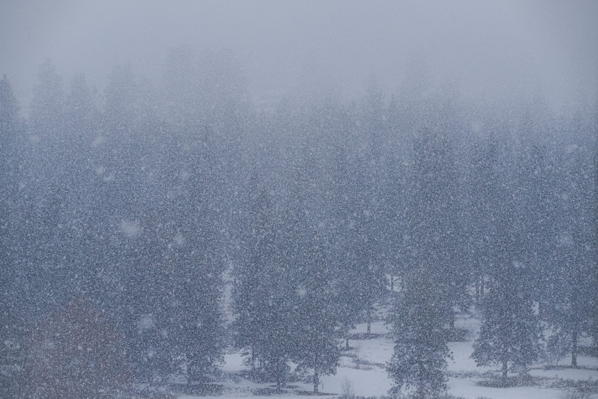 snowstorm and forest