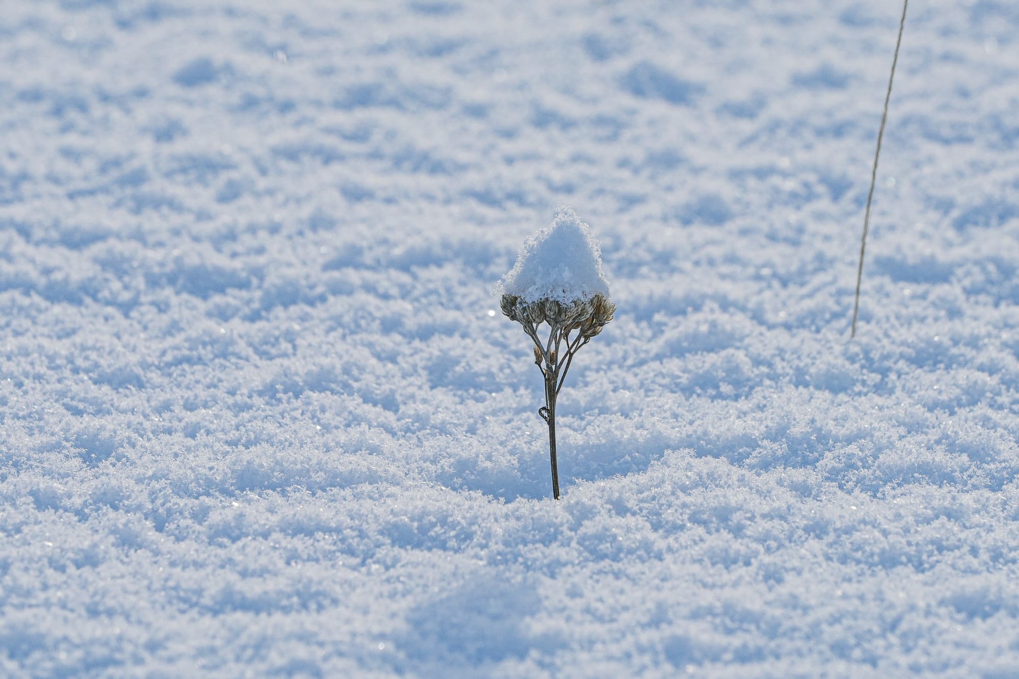dried plant in snow