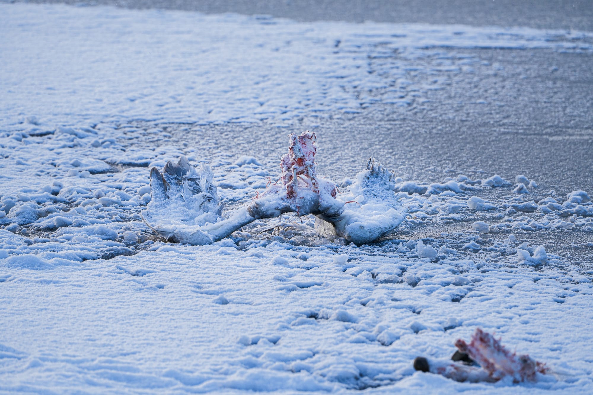 trumpeter swan carcass