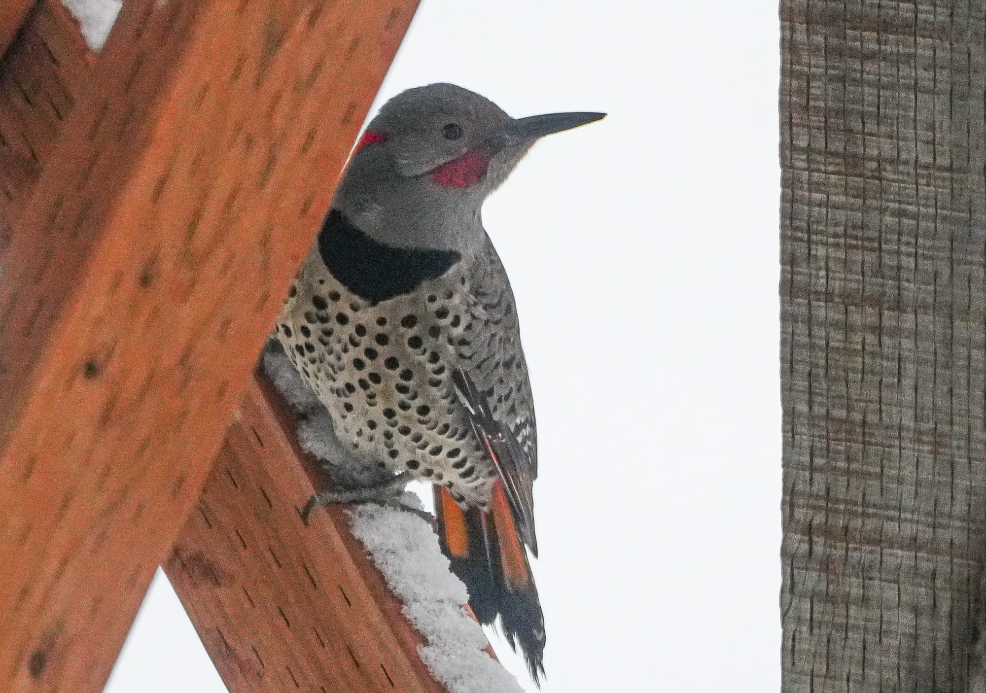 northern flicker