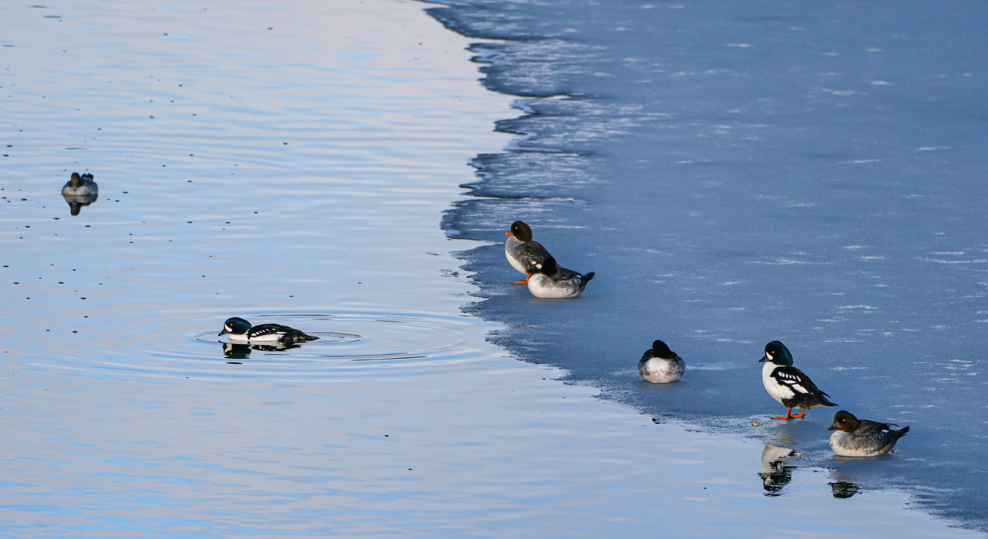 Barrow's goldeneyes