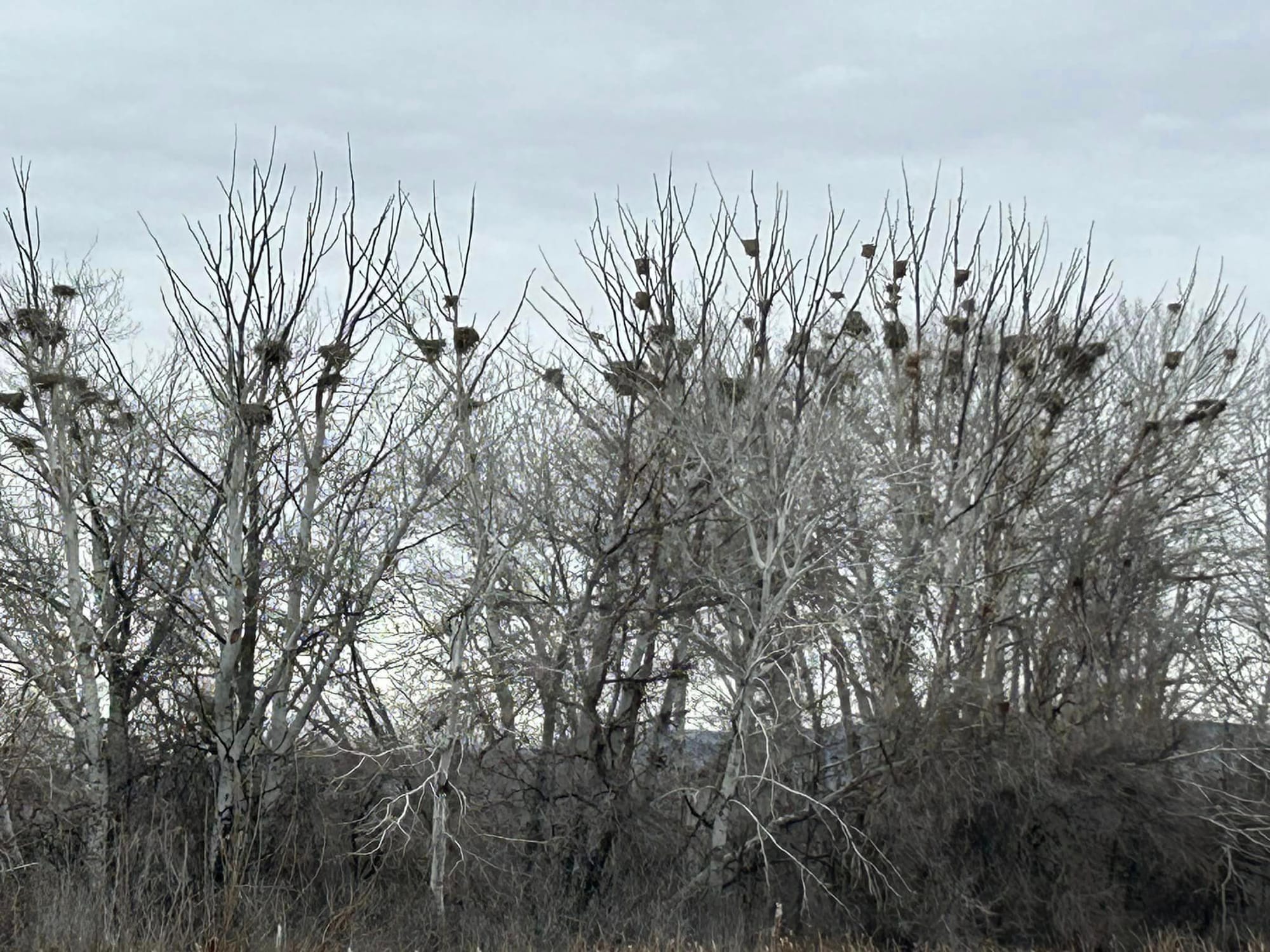 great blue heron colony