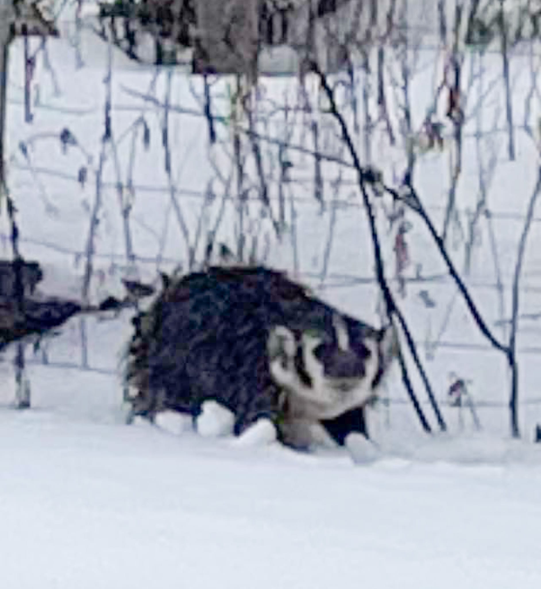 badger in snow