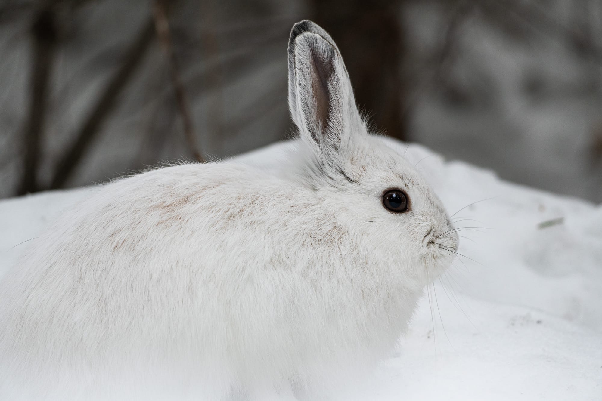 snowshoe hare