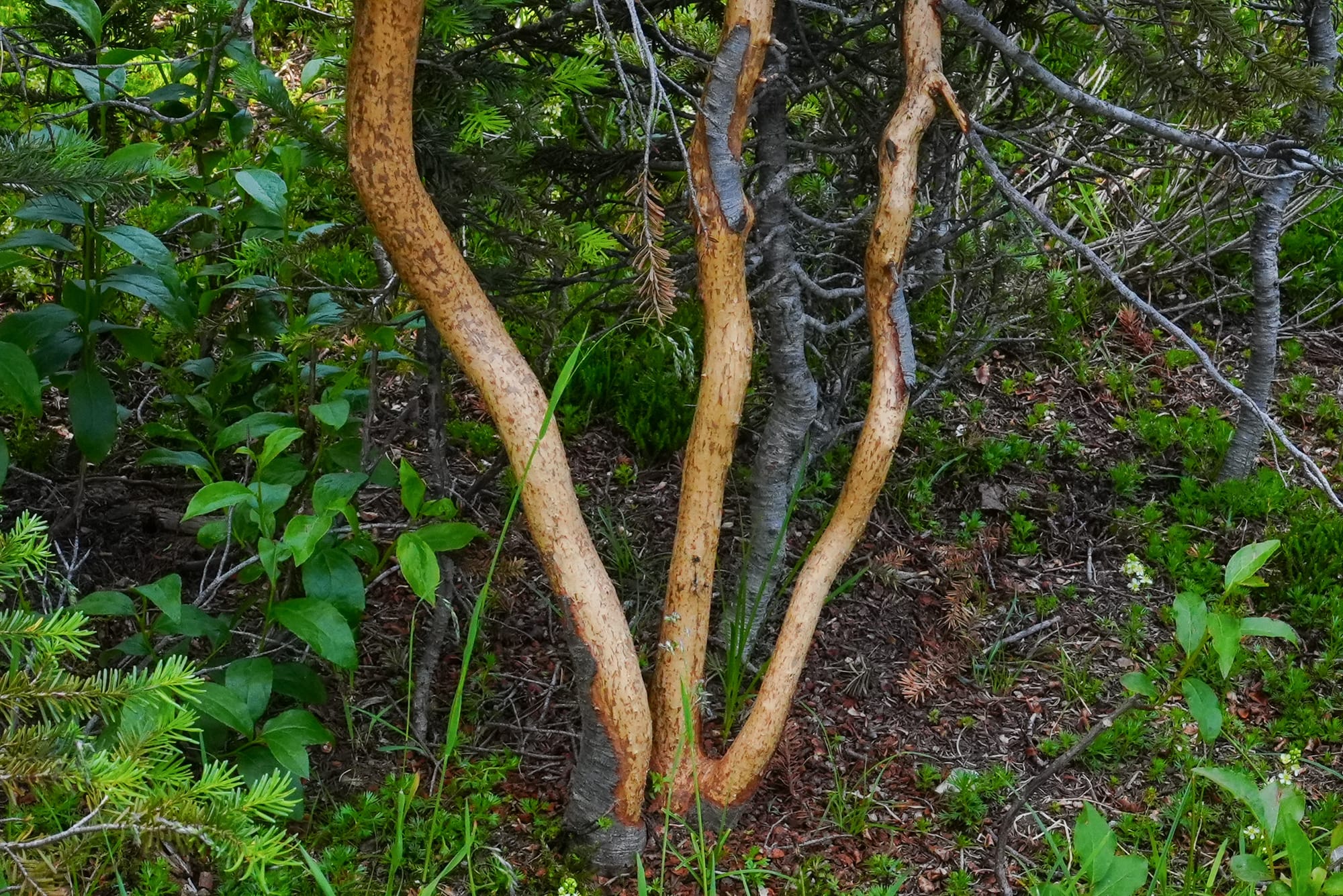 vole damage on tree trunks