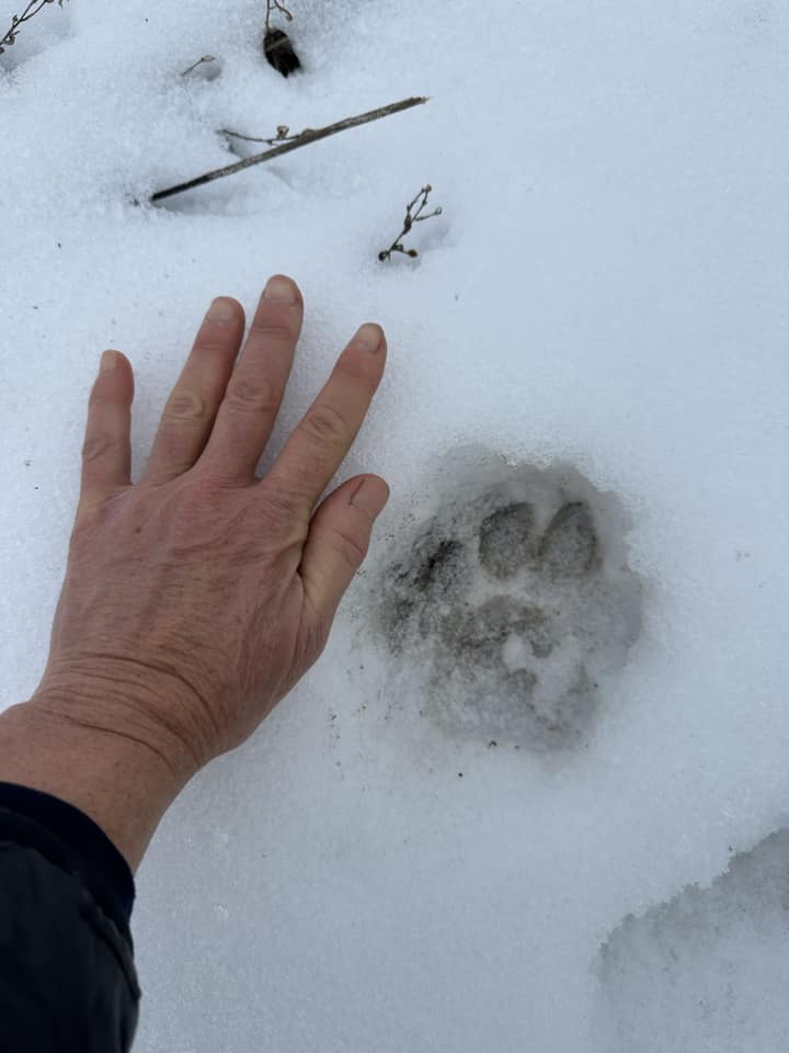 animal track in snow