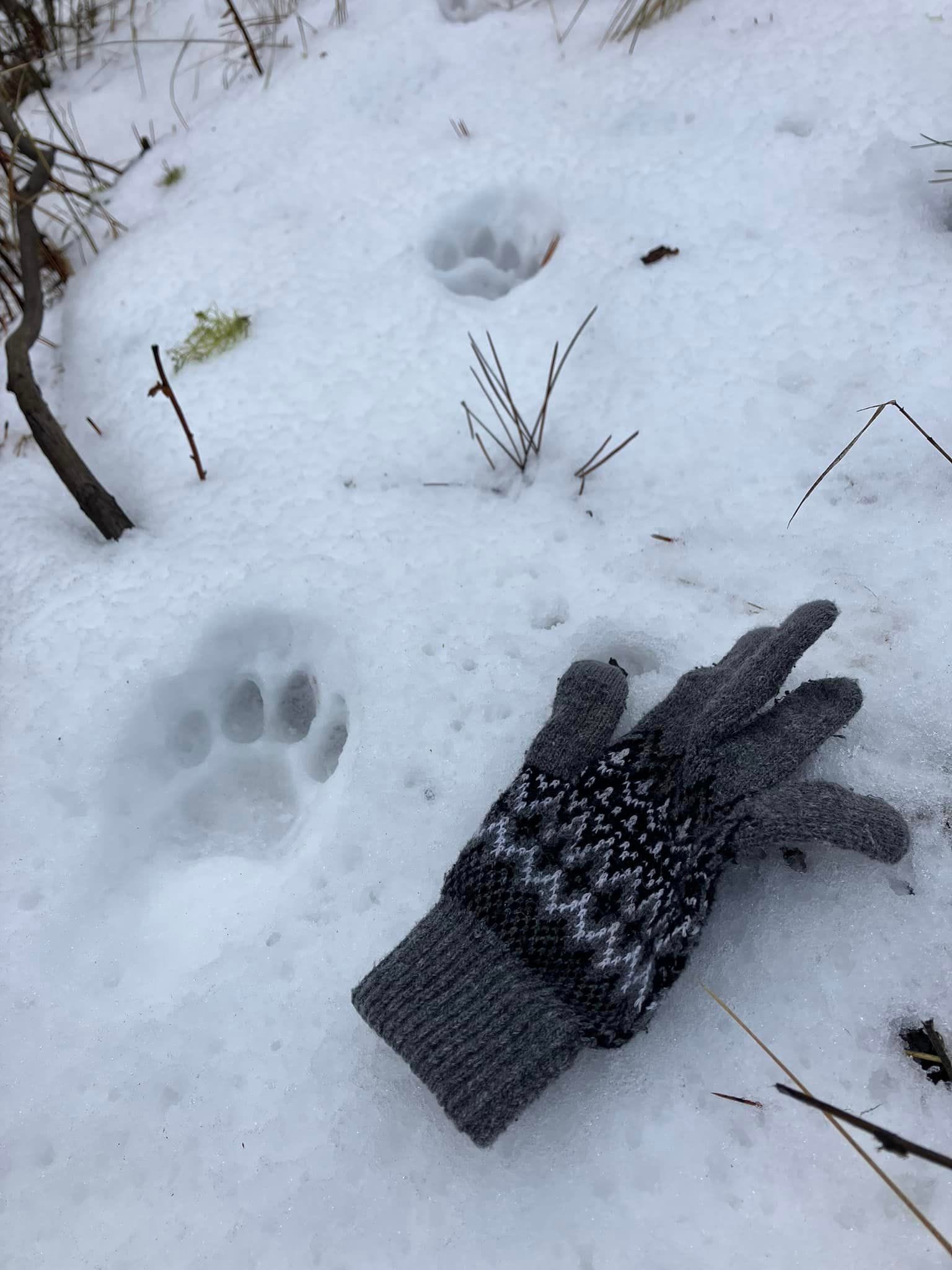 tracks in snow