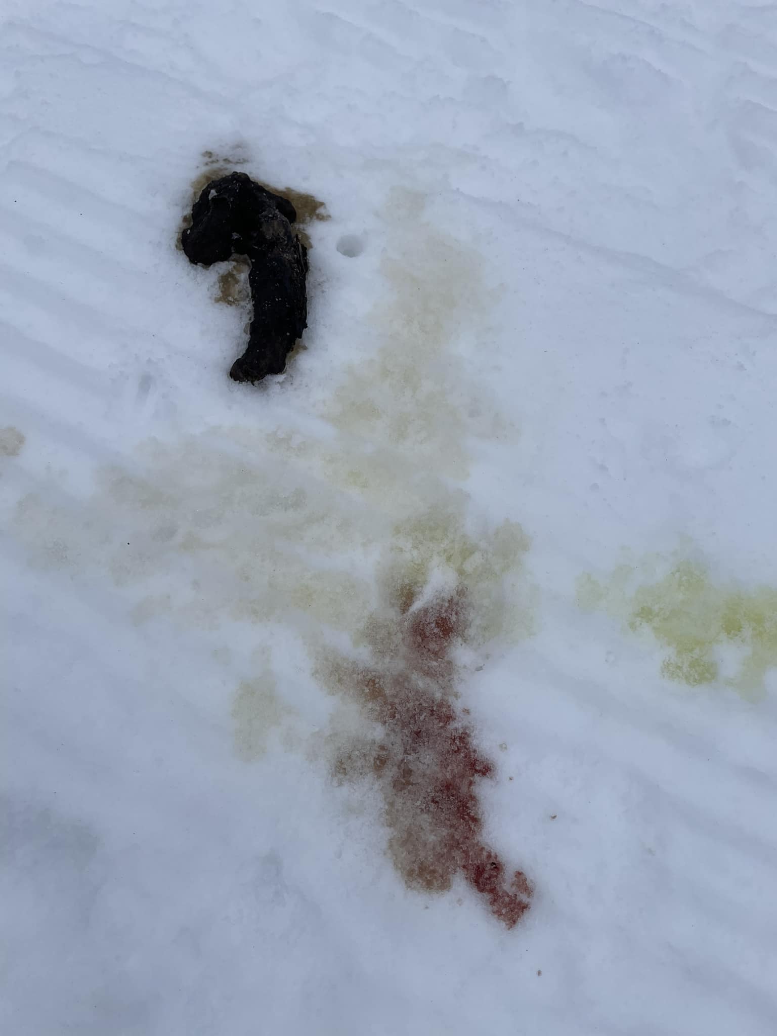 coyote scat and urine