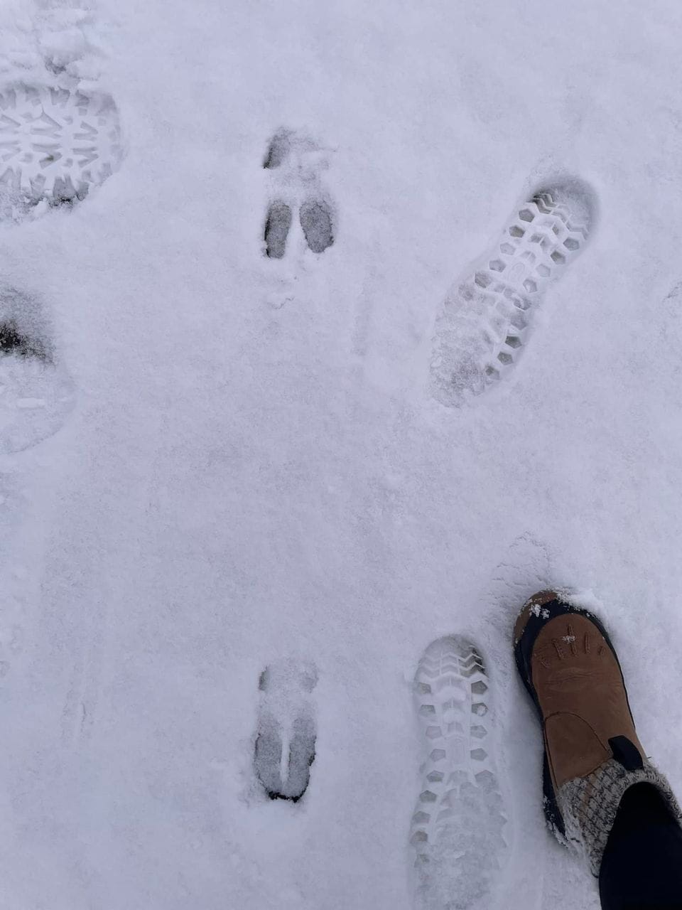 animal tracks in snow